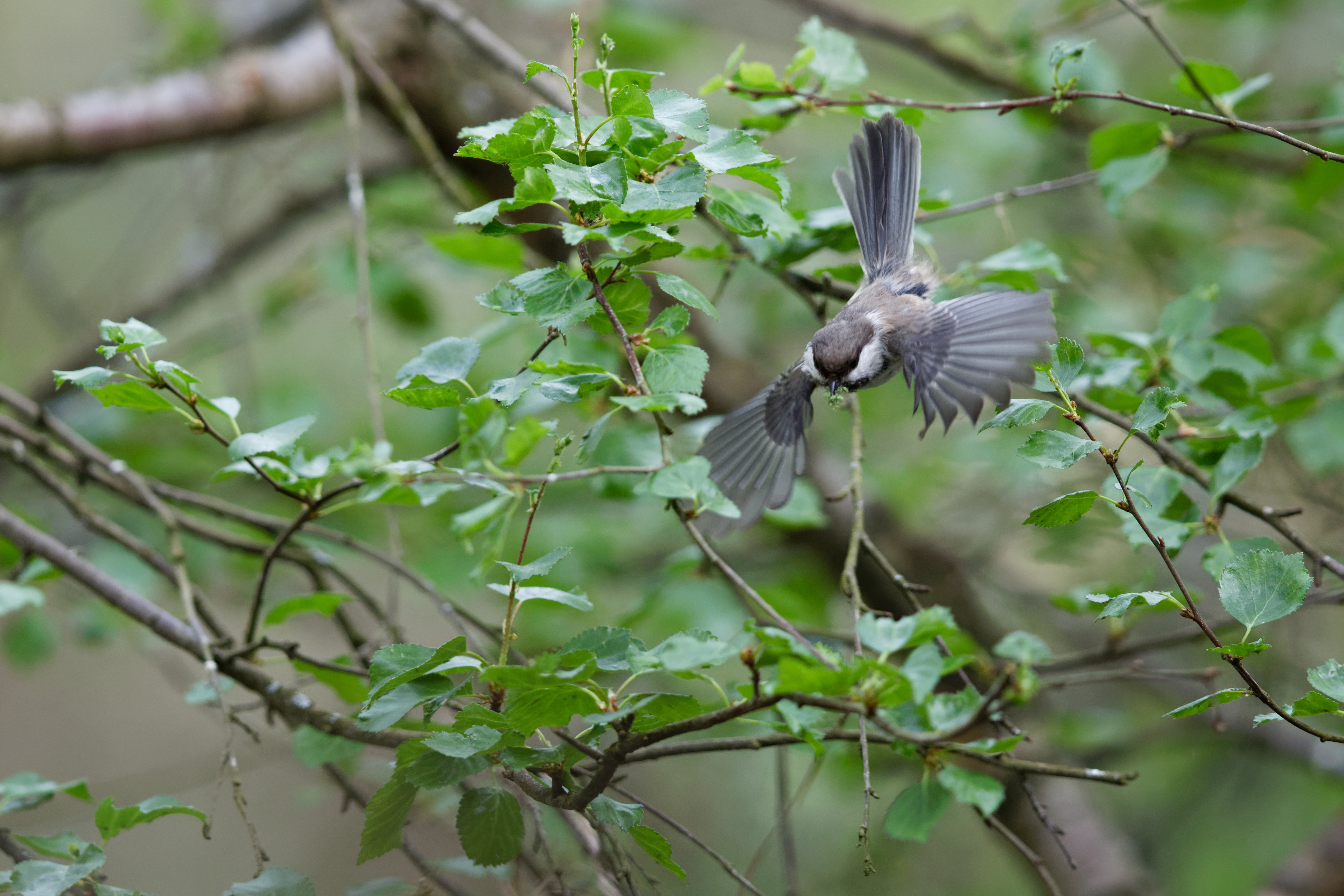 Mésange lapone