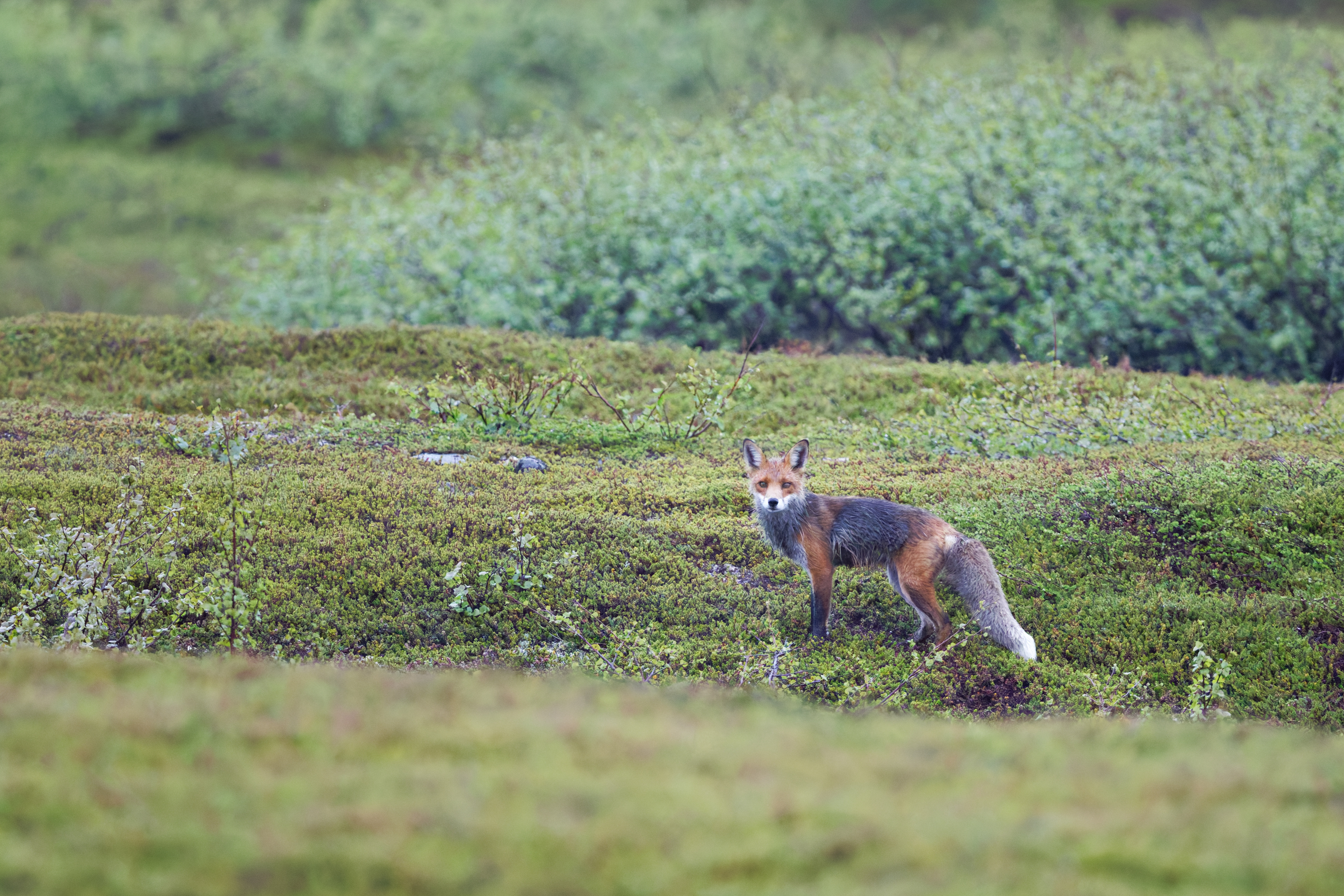 Renard roux