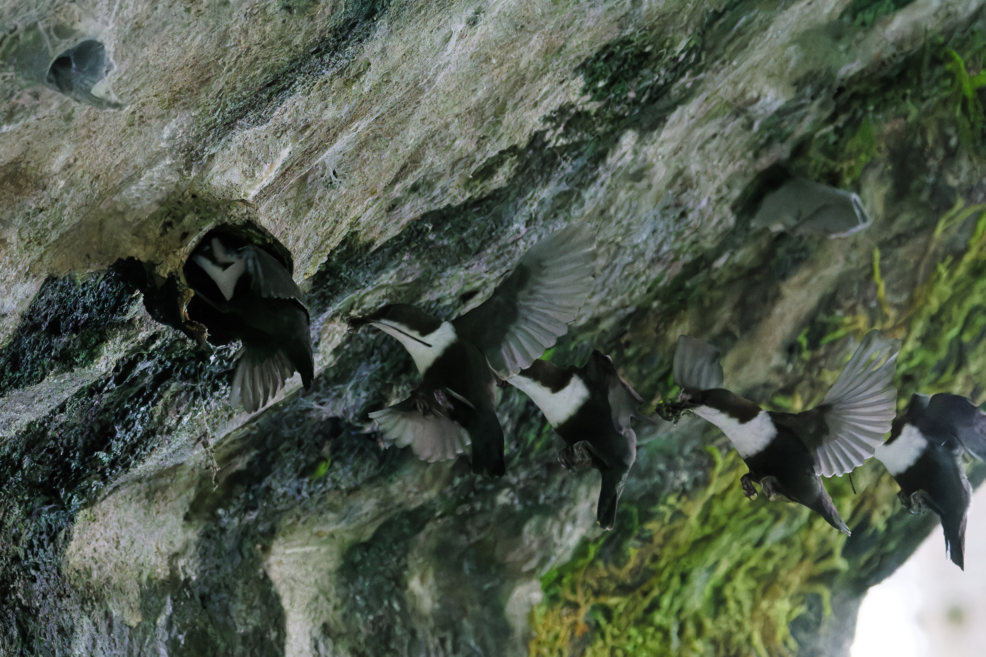 Cincle plongeur arrivant au nid