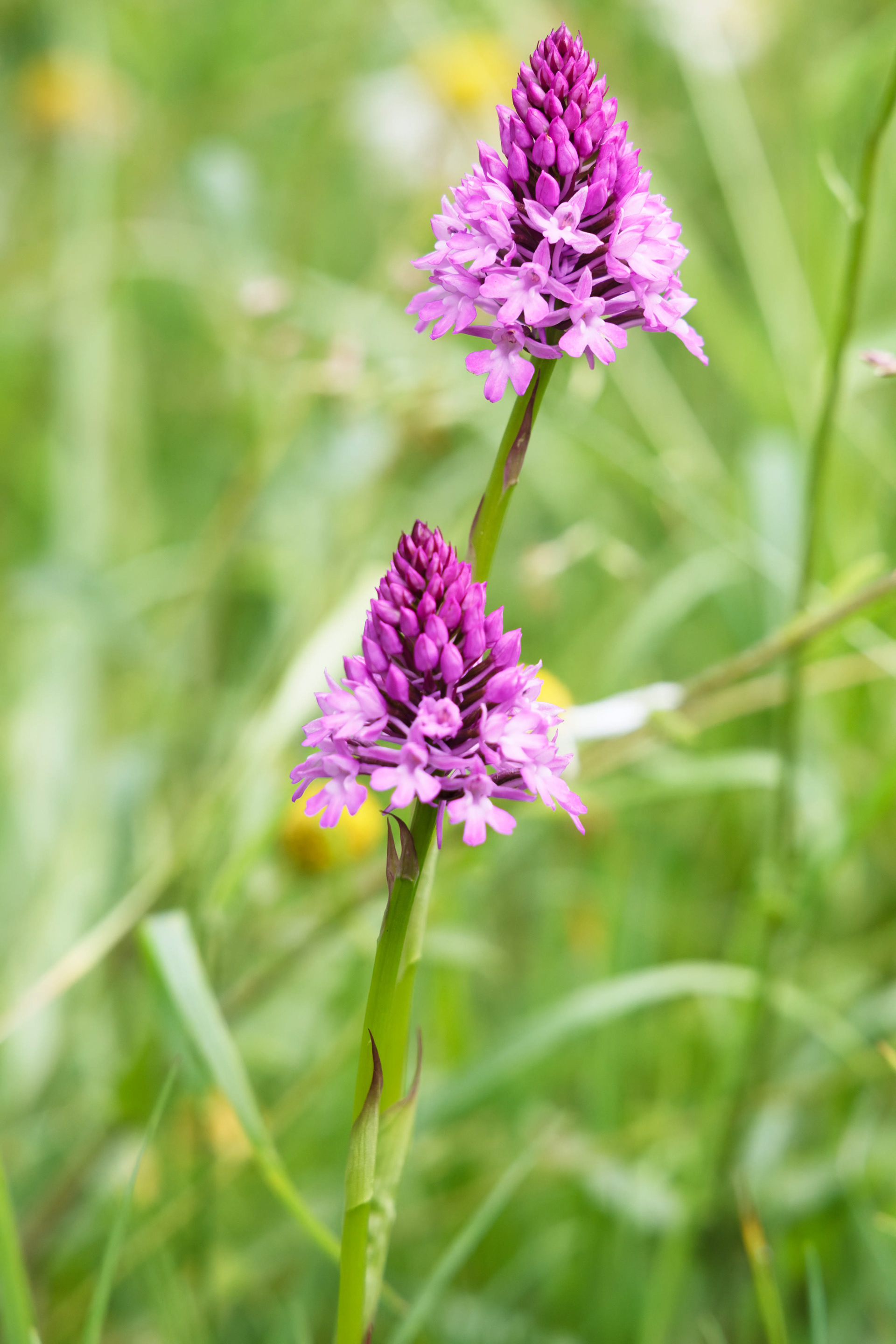 Orchis pyramidale