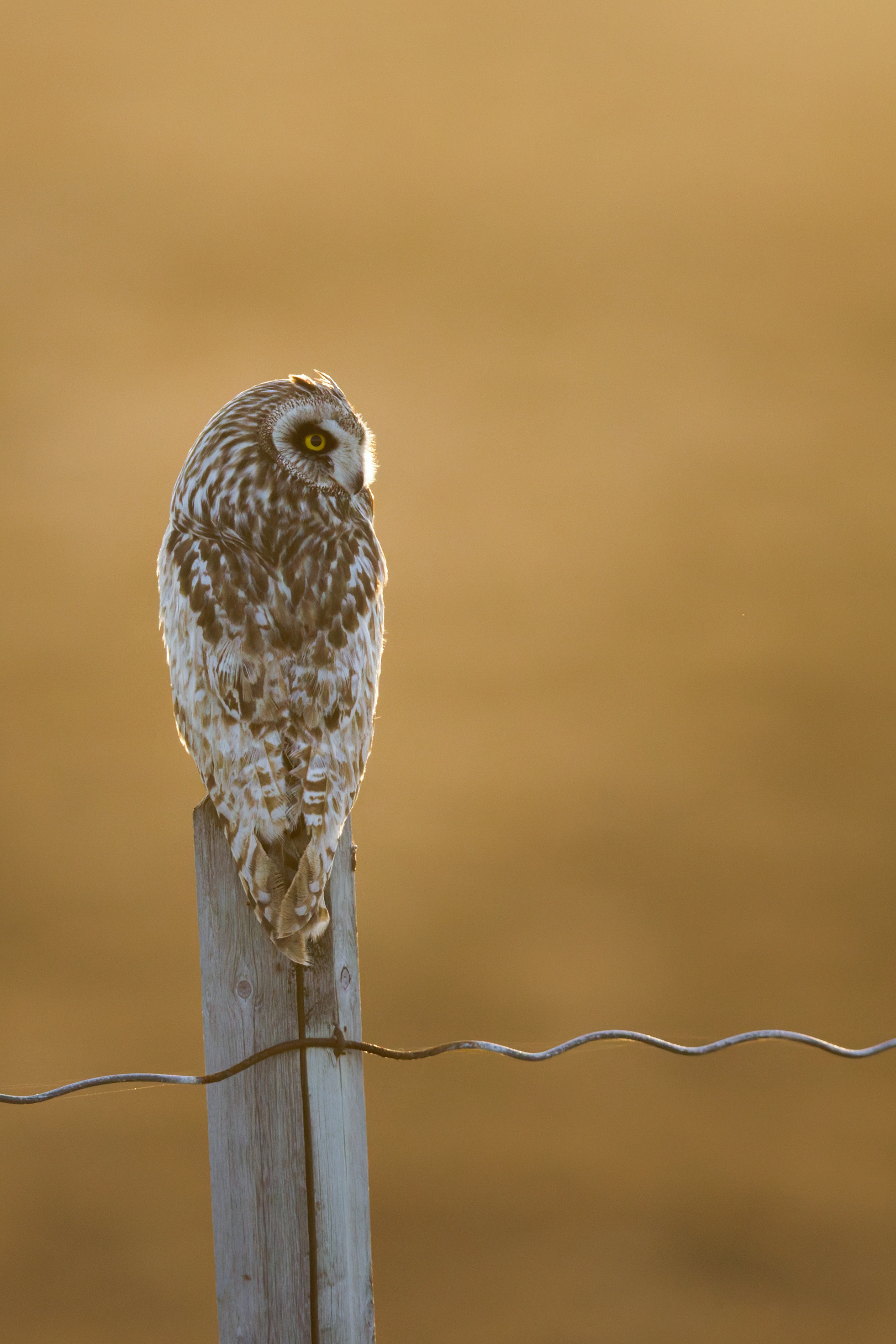Hibou des marais