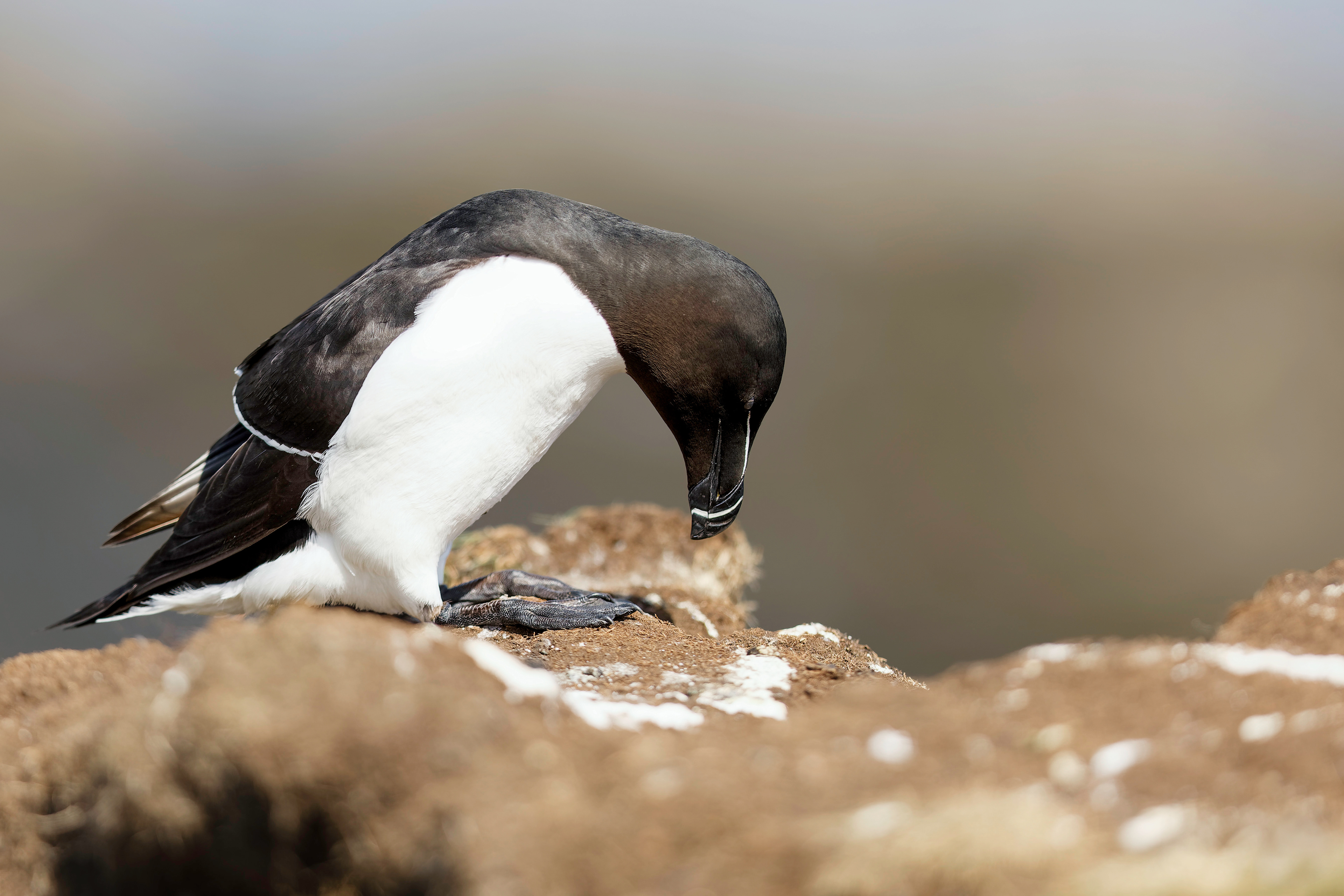 Pingouin torda