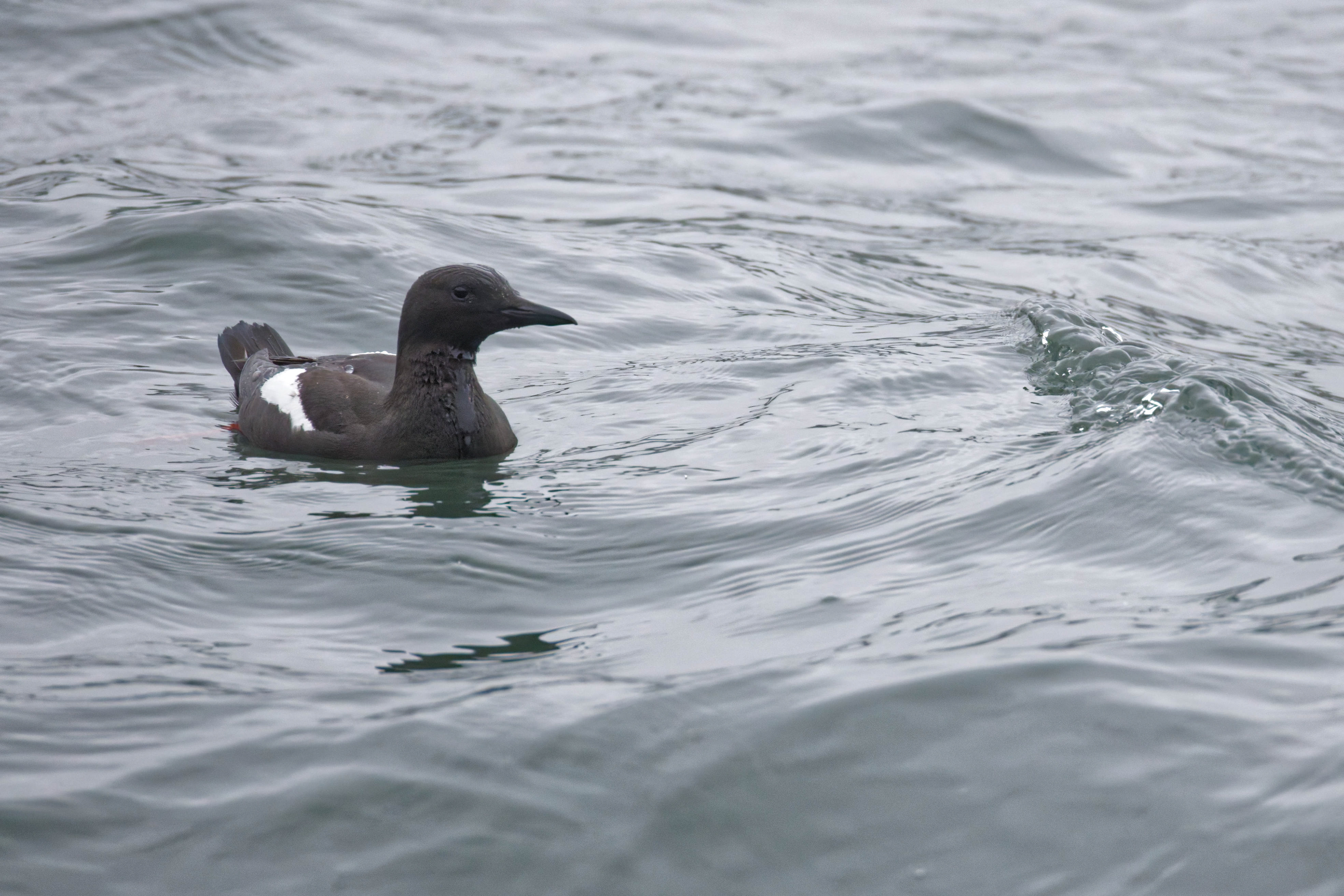 Guillemot à miroir