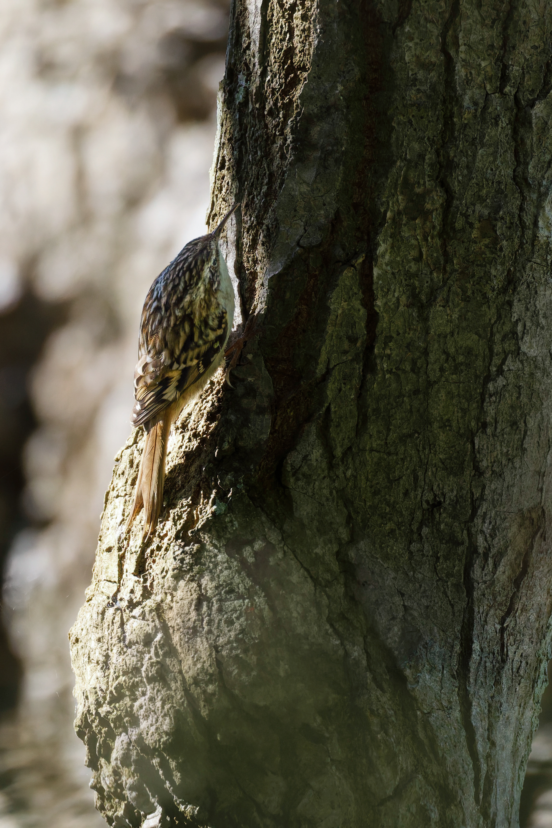 Grimpereau des jardins