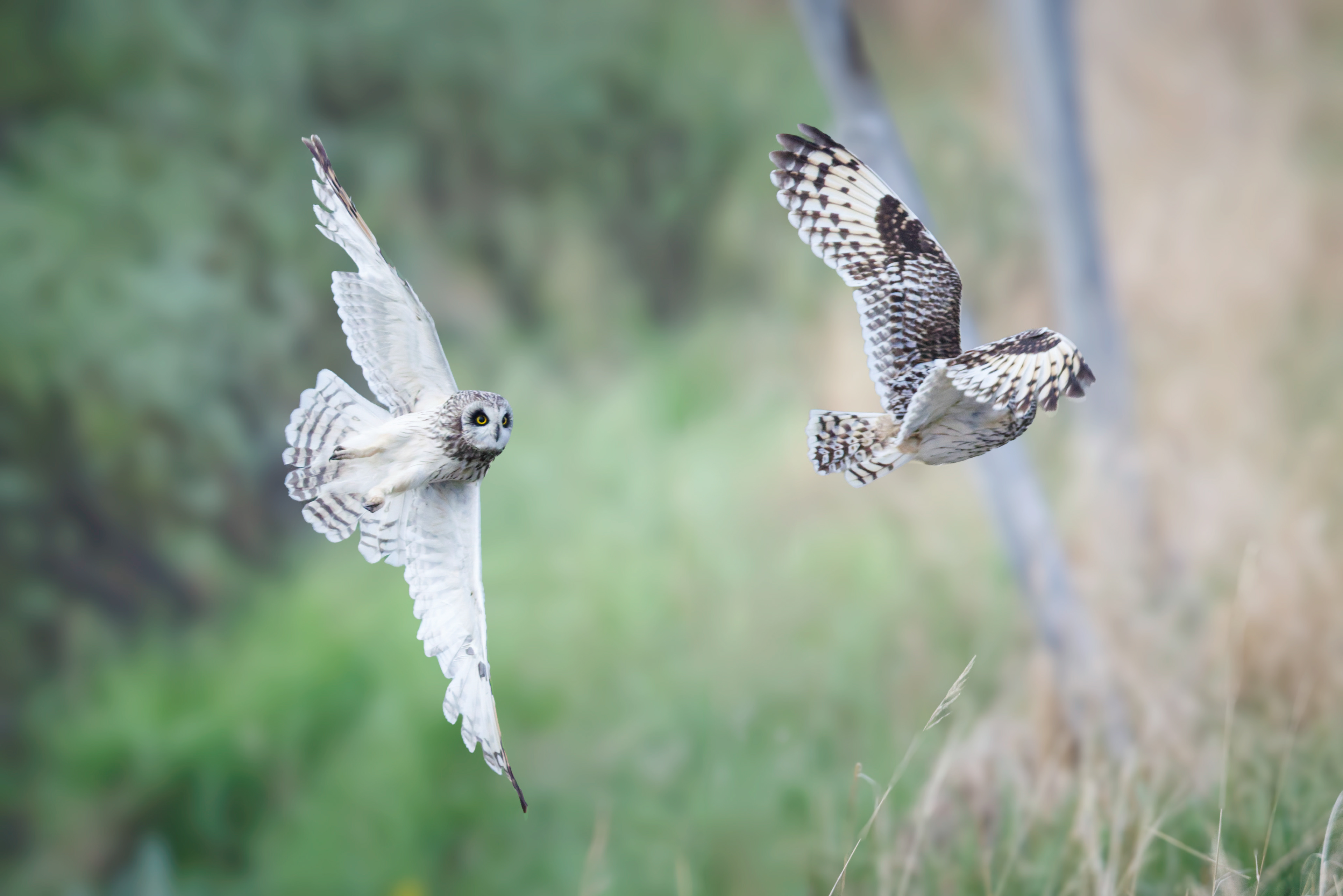 Hibou des marais