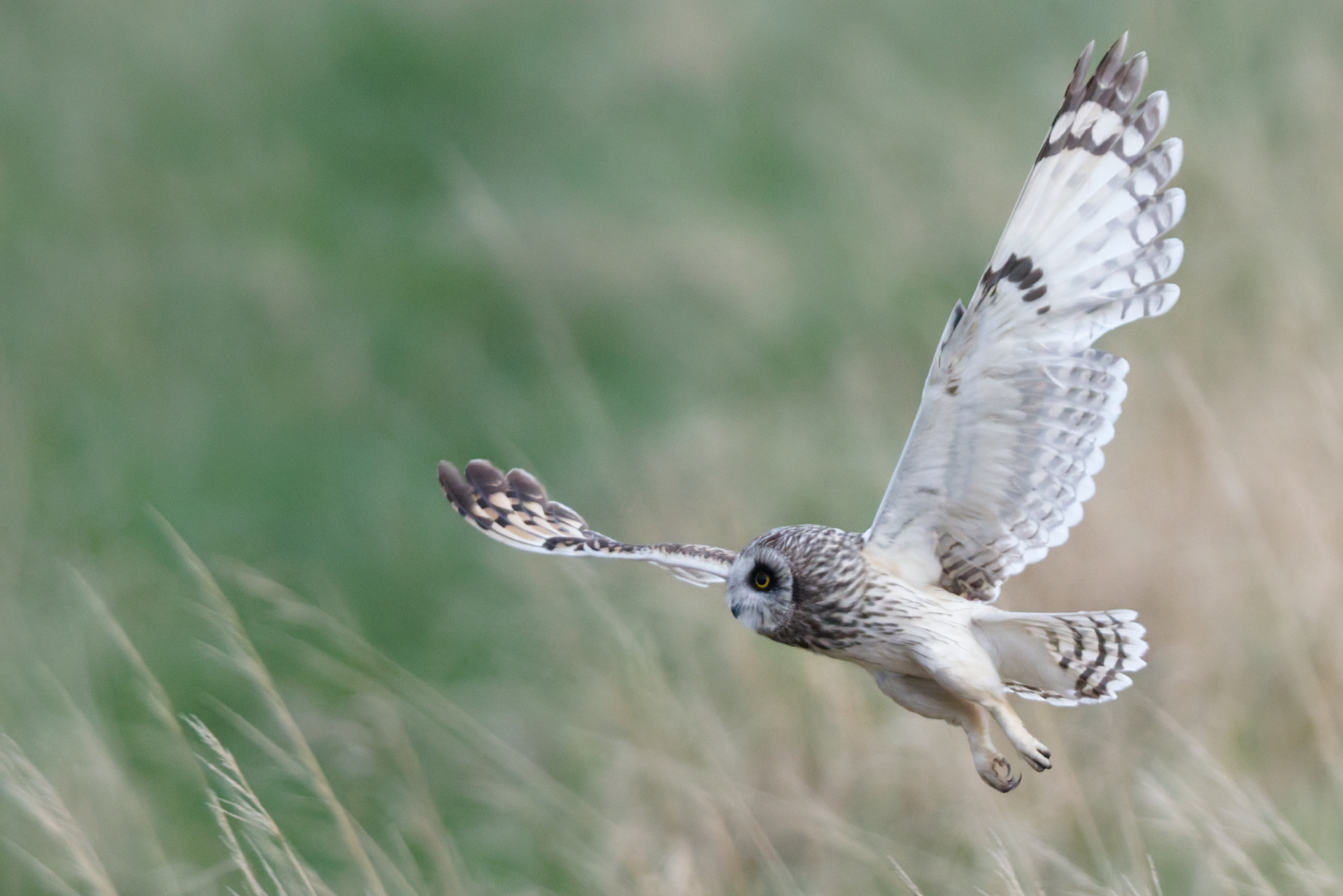 Hibou des marais