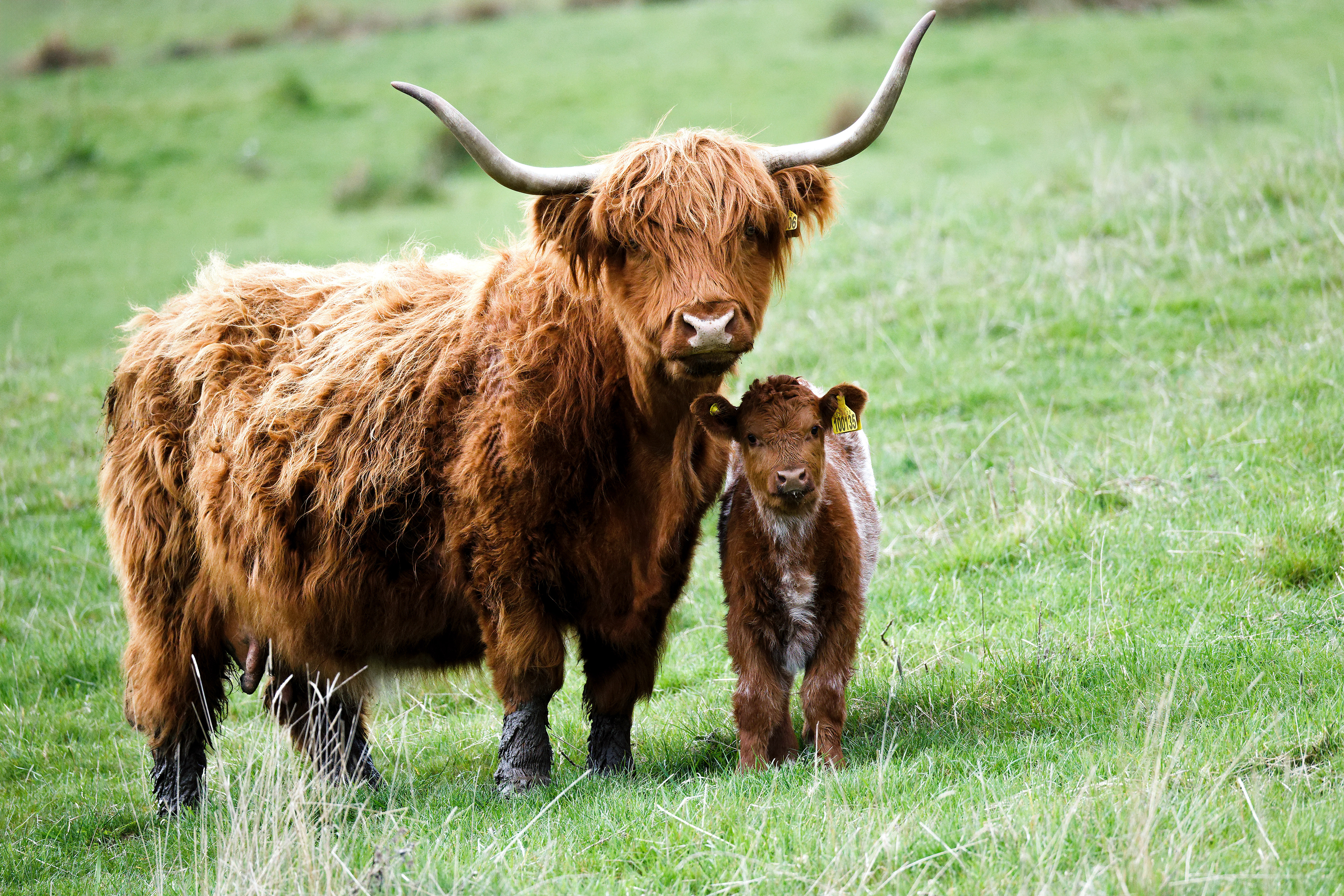 Vache des Highlands