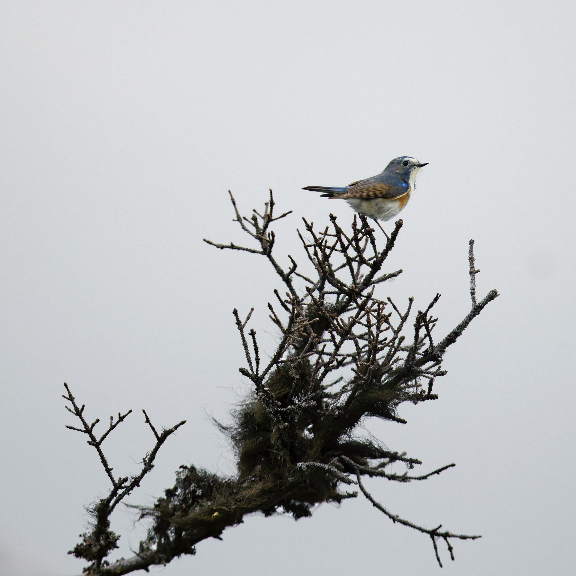 Robin à flancs roux