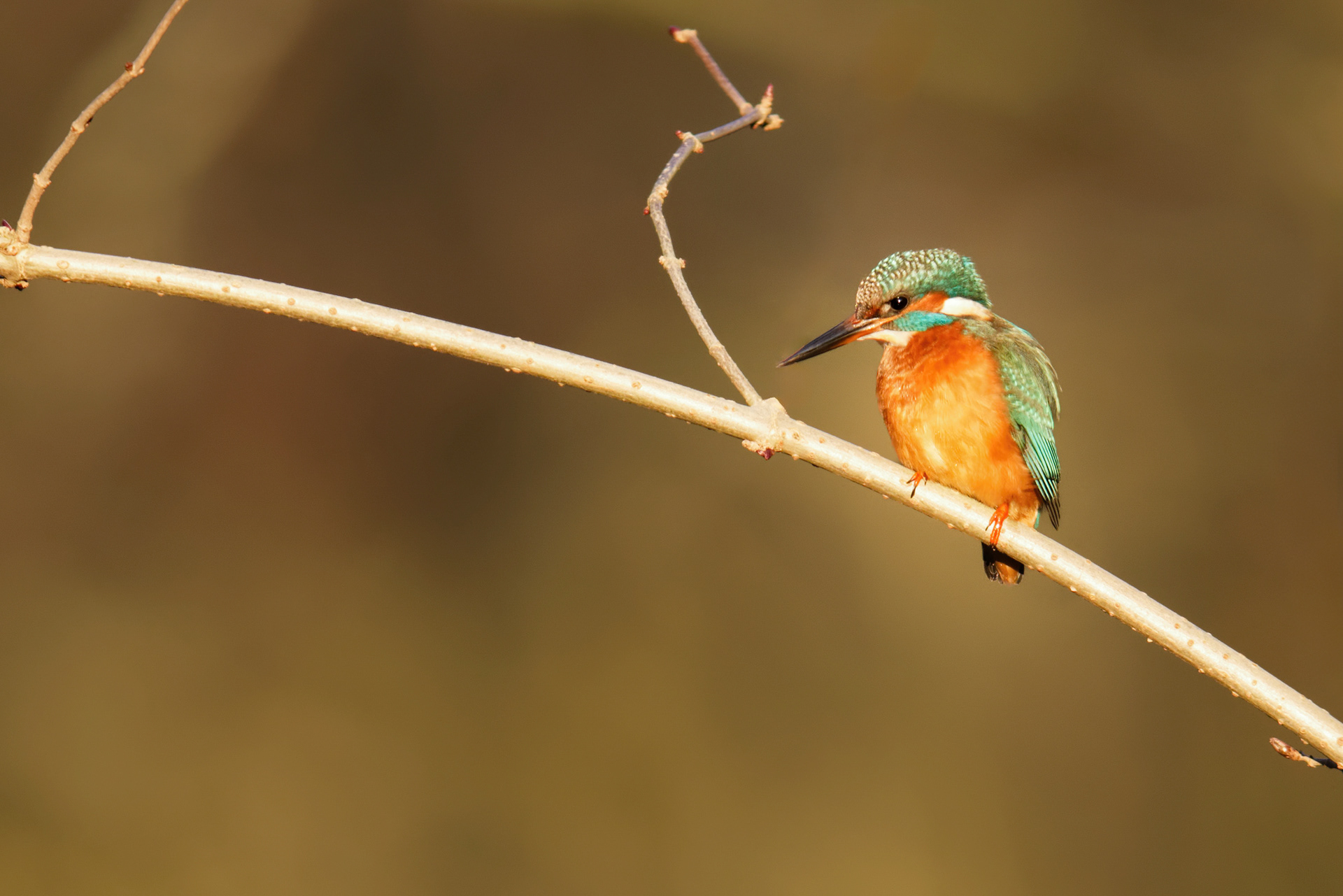 Martin pêcheur d'Europe