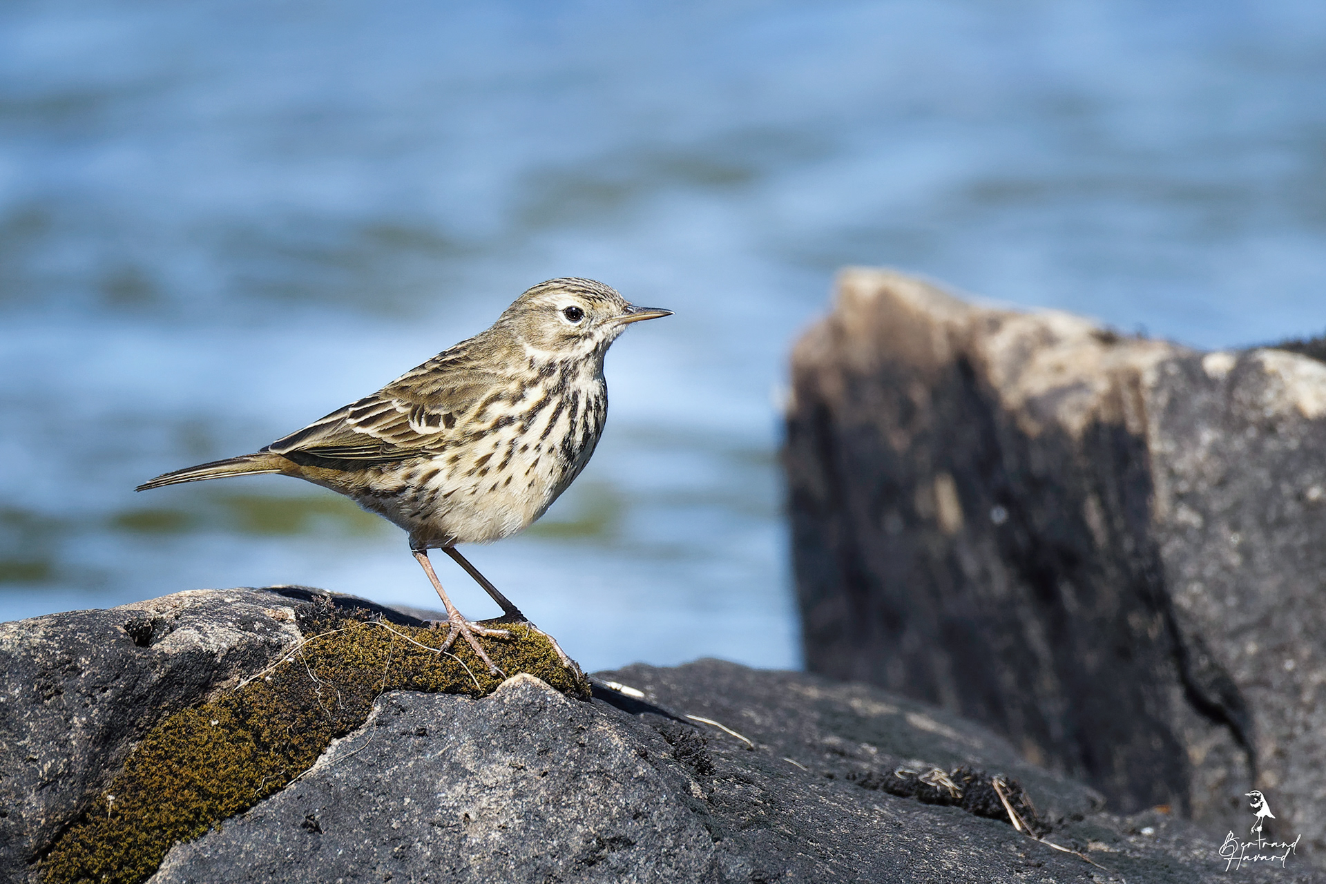 Pipit farlouse