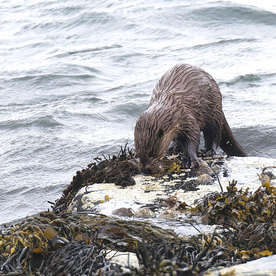 Loutre d'Europe