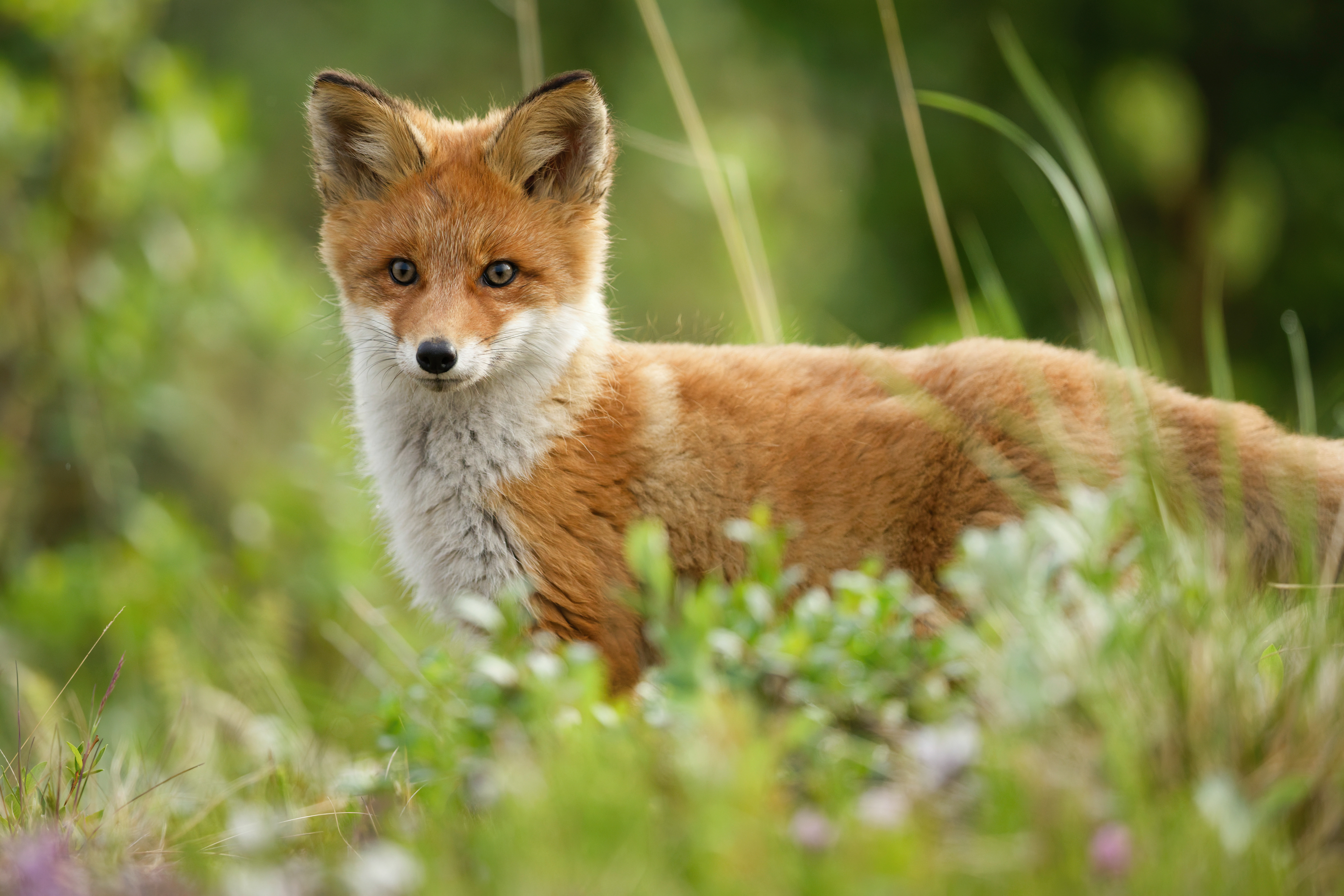 Renard roux (jeune)