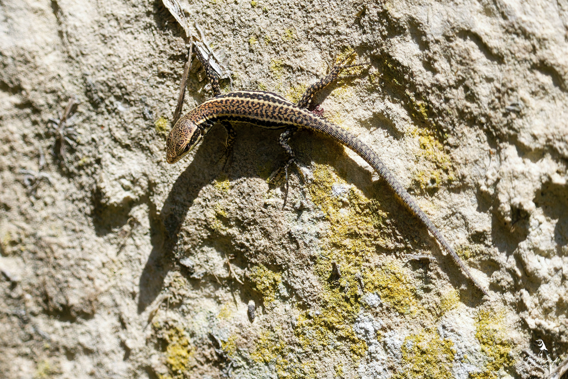 Lézard des murailles