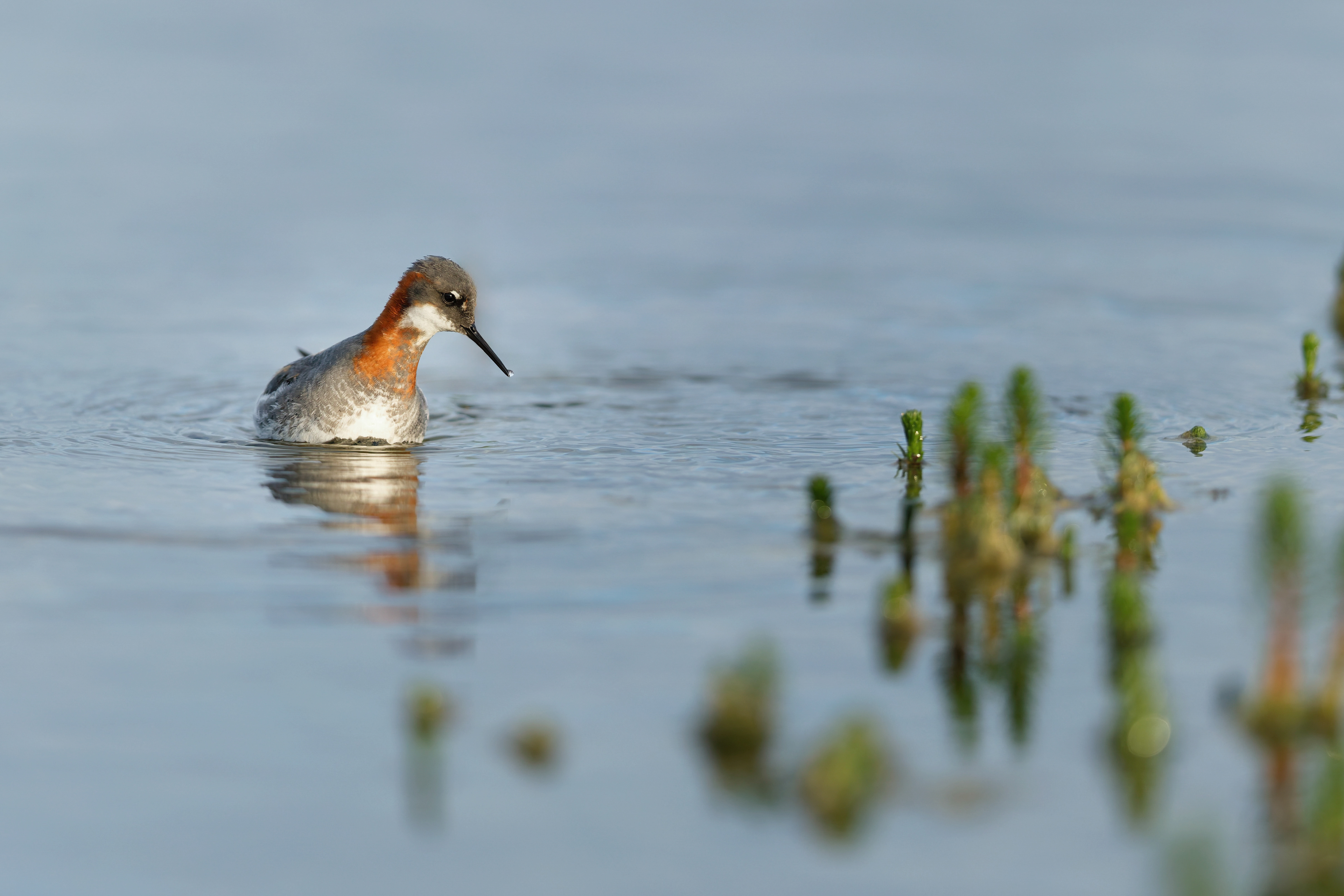 Phalarope à bec étroit