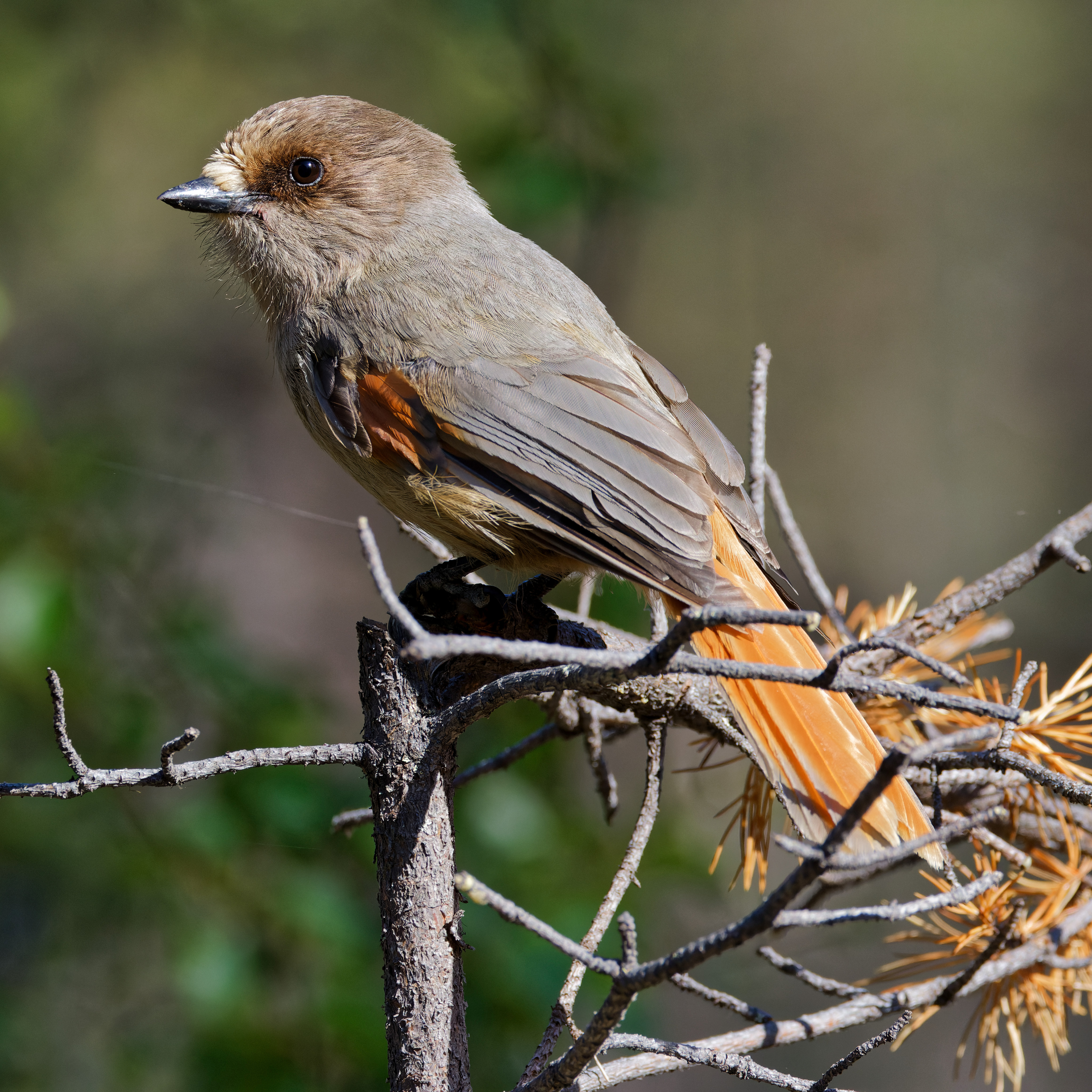 Mésangeai imitateur