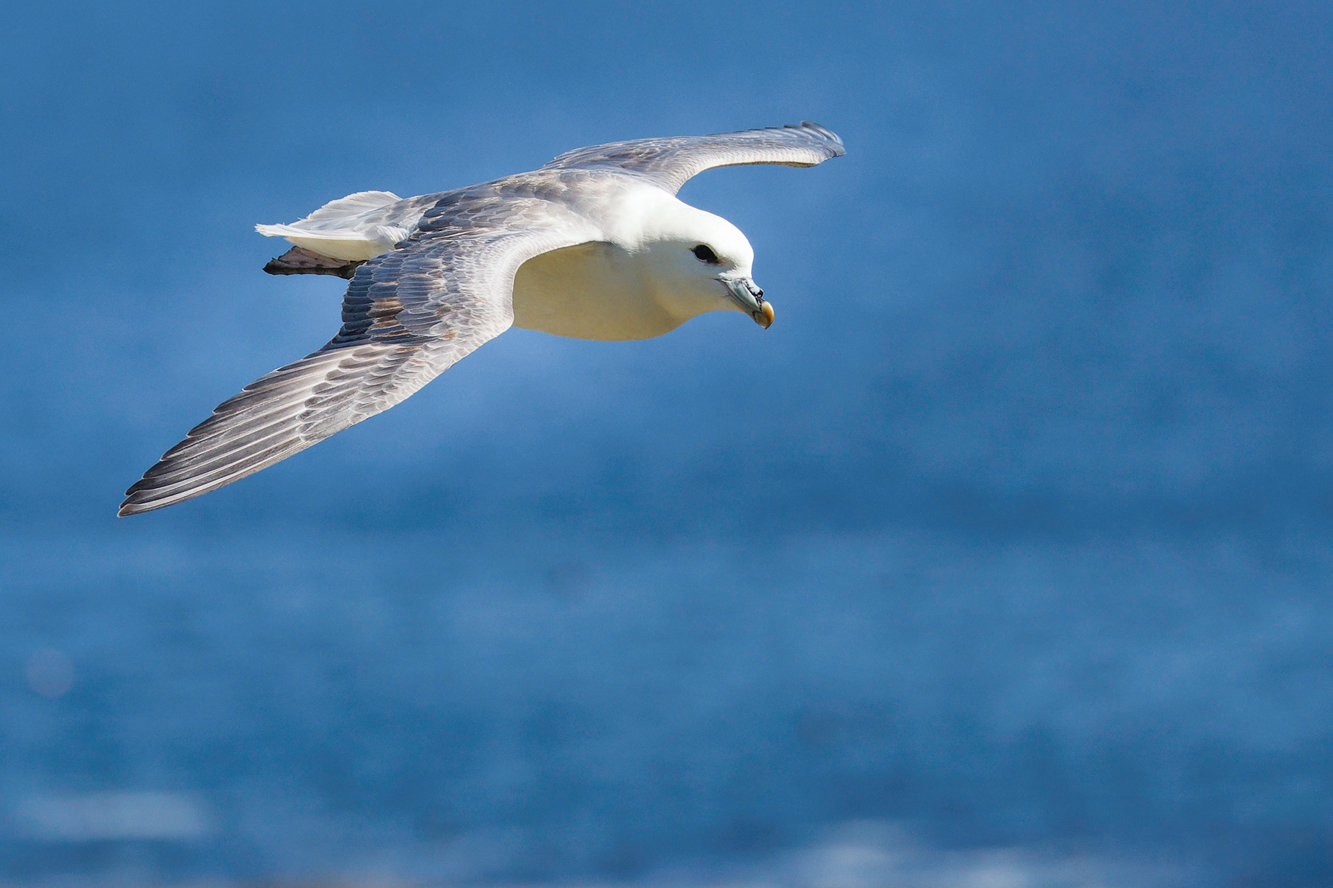 Fulmar boréal