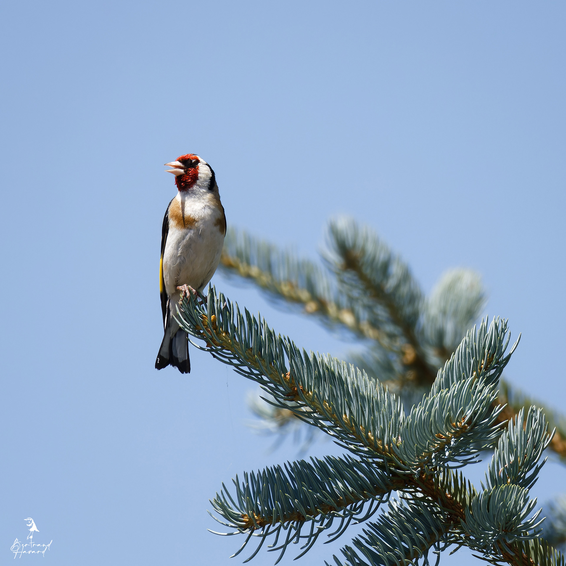 chardonneret élégant