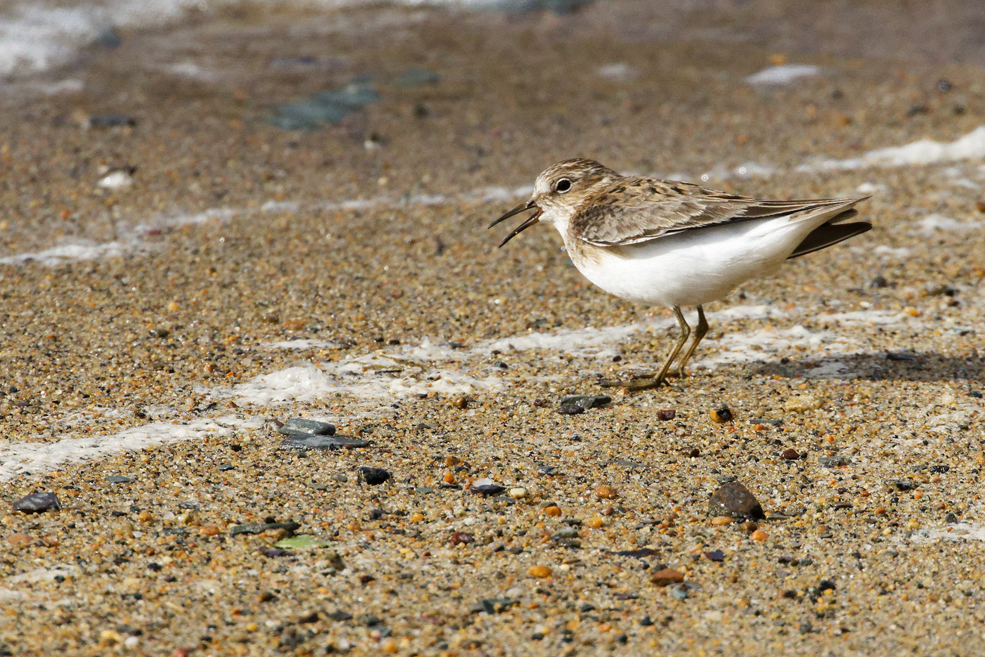 Bécasseau de Temminck