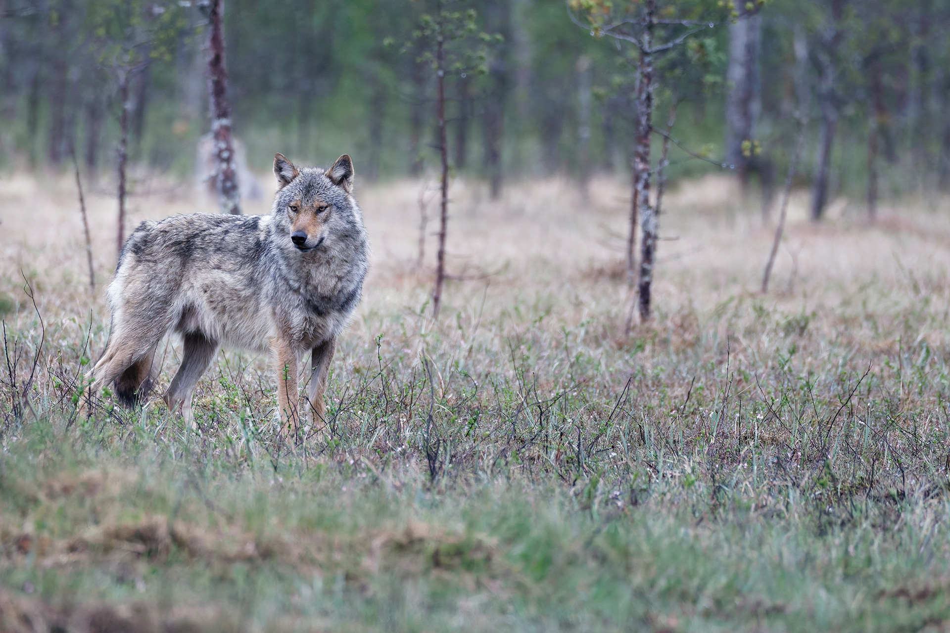 Loup gris
