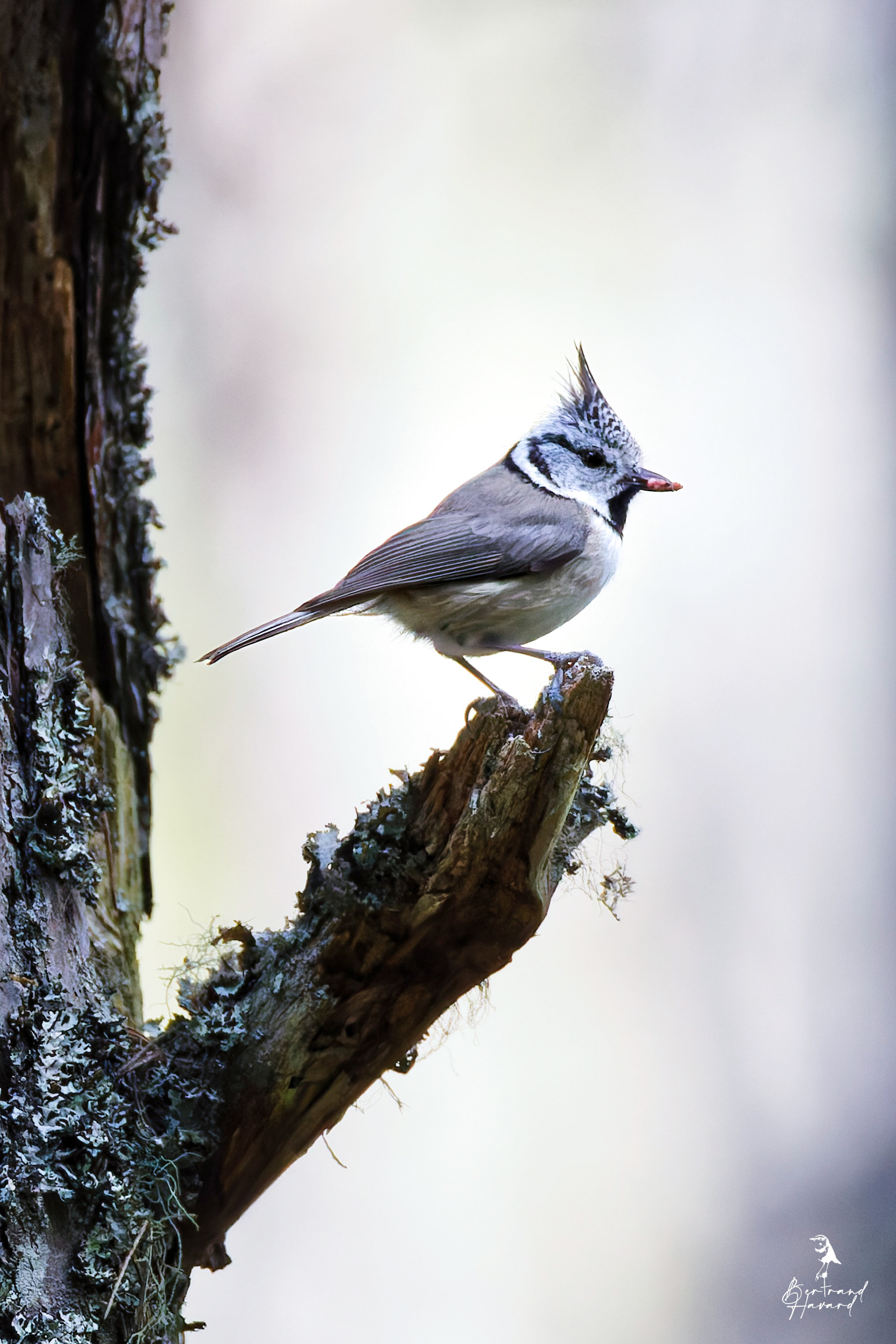 Mésange huppée