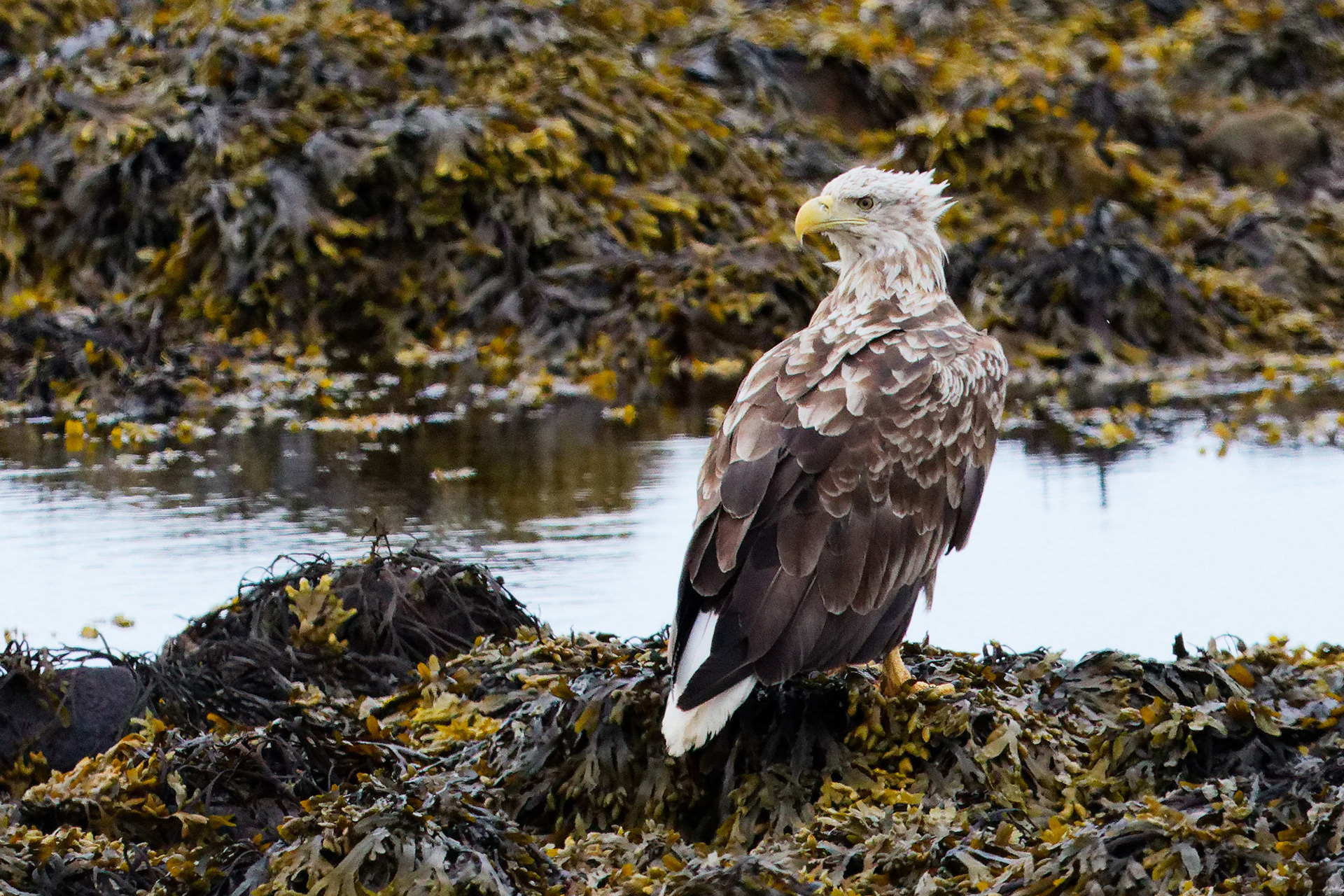 Pygargue à queue blanche