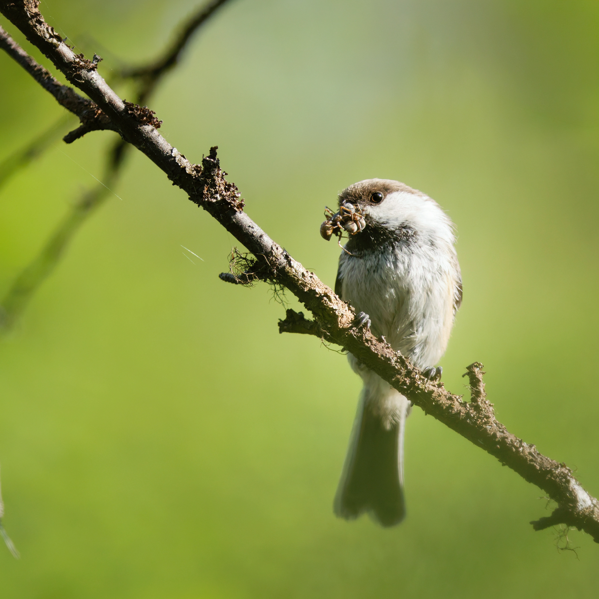 Mésange lapone