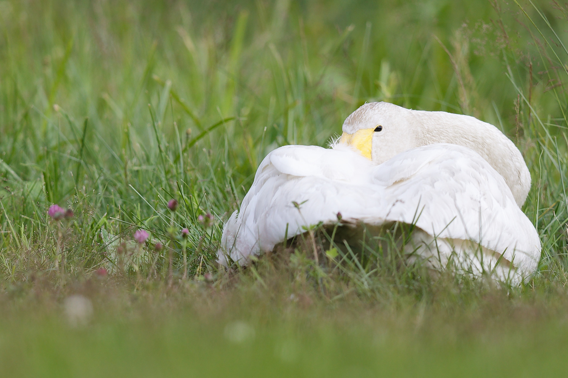 Cygne chanteur