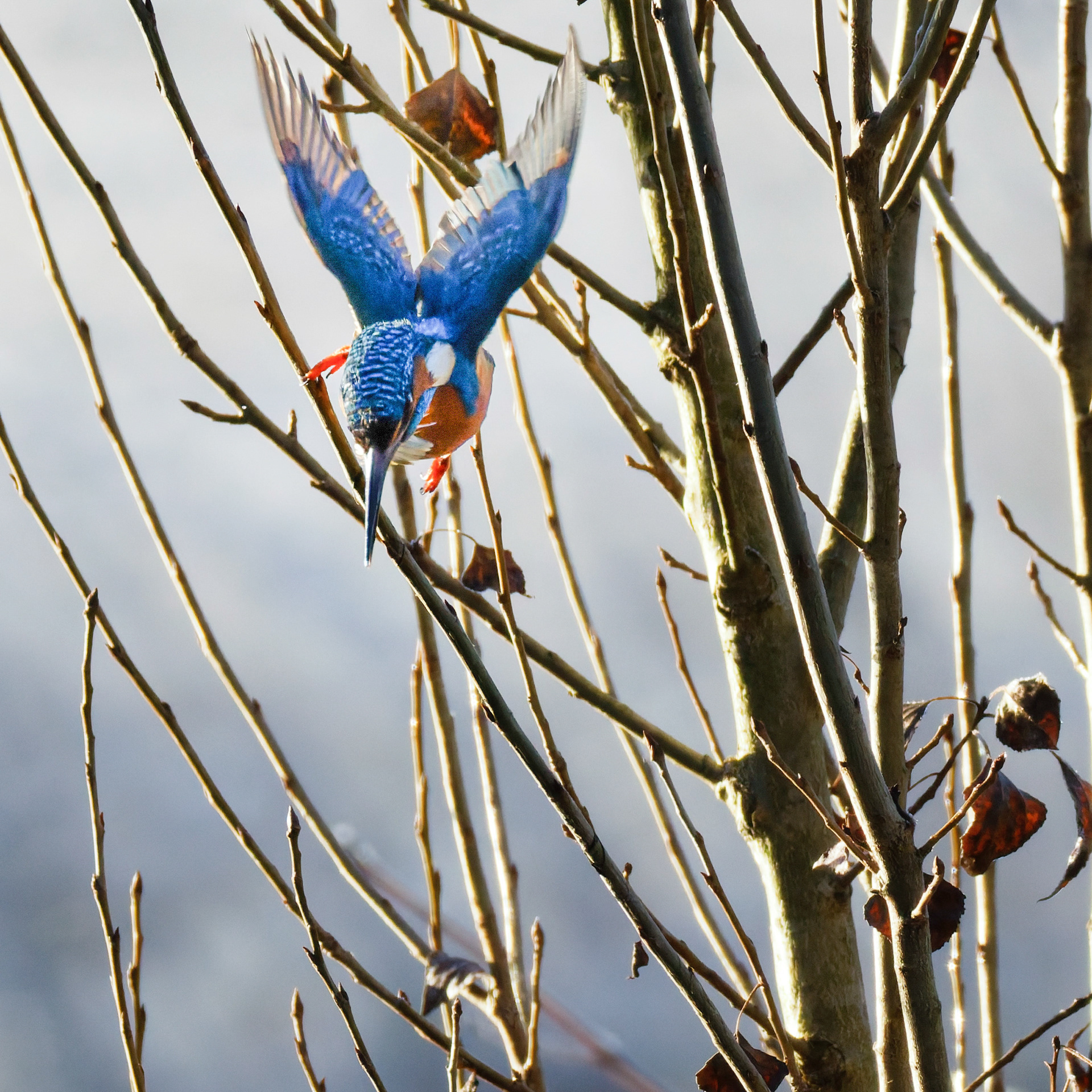 Martin pêcheur d'Europe