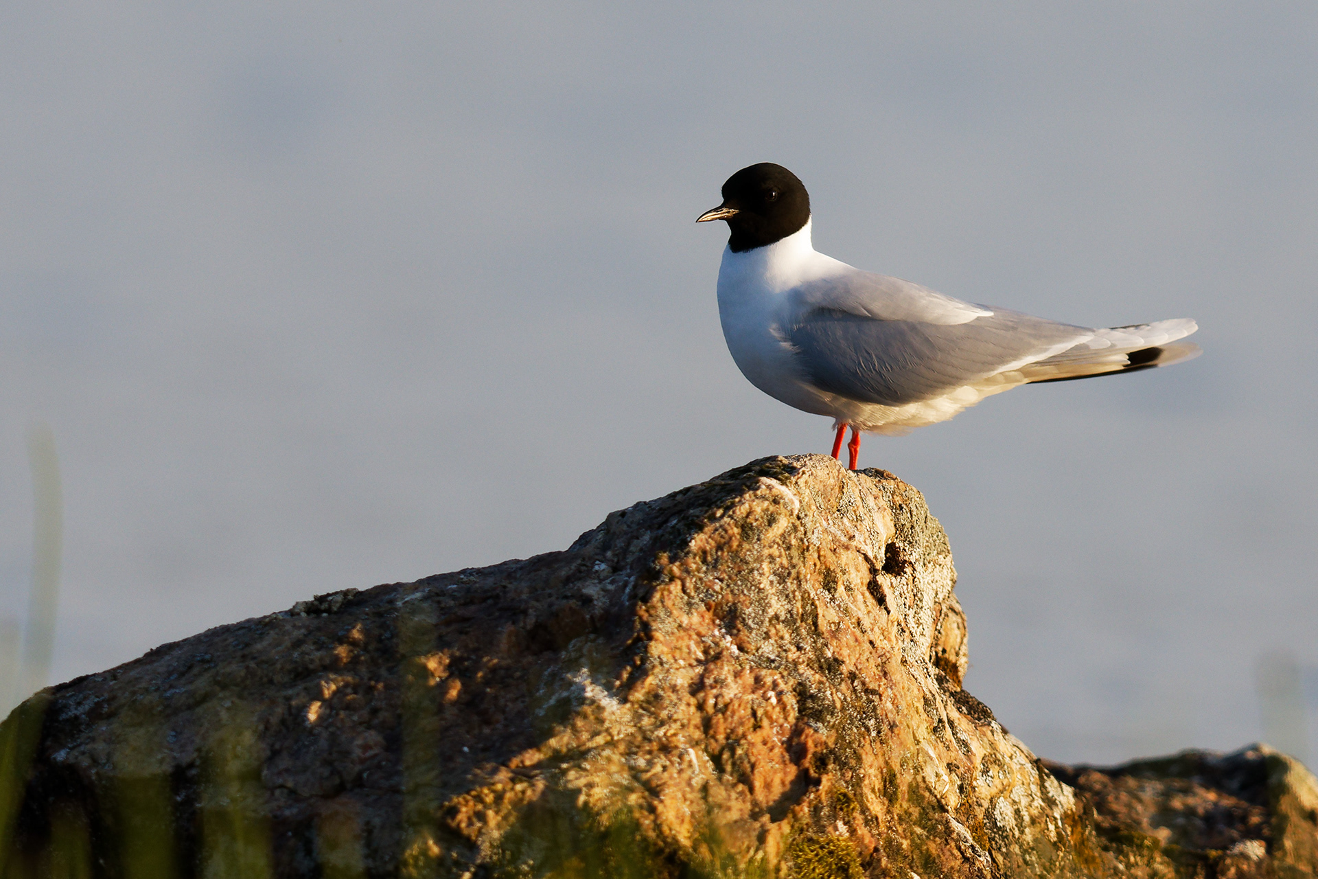 Mouette pygmée