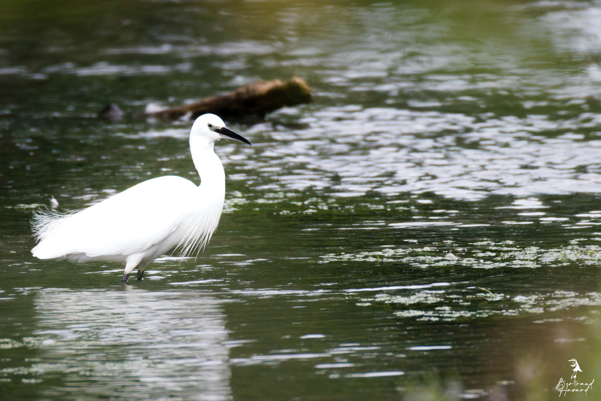 Aigrette garzette