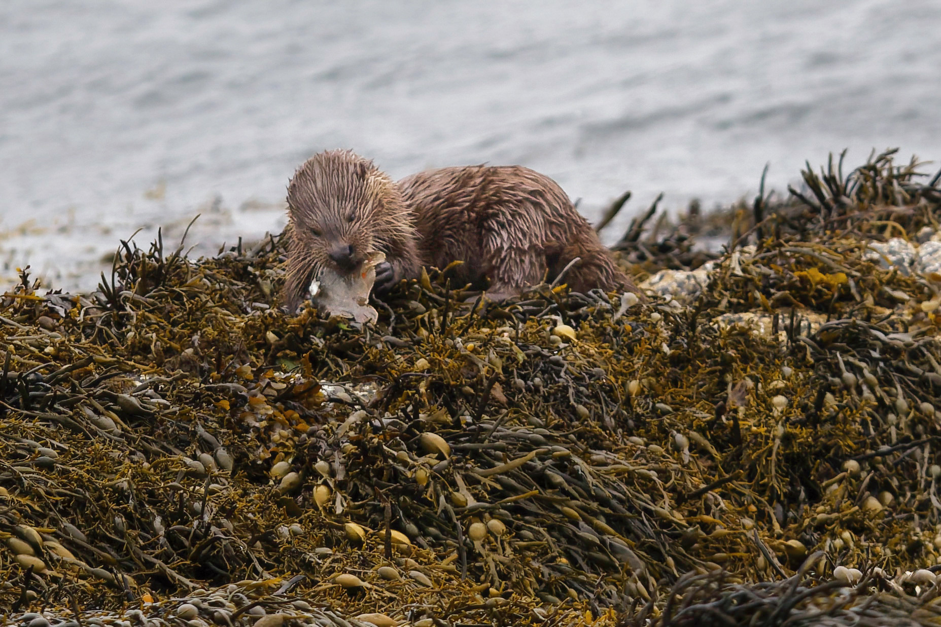Loutre d'Europe