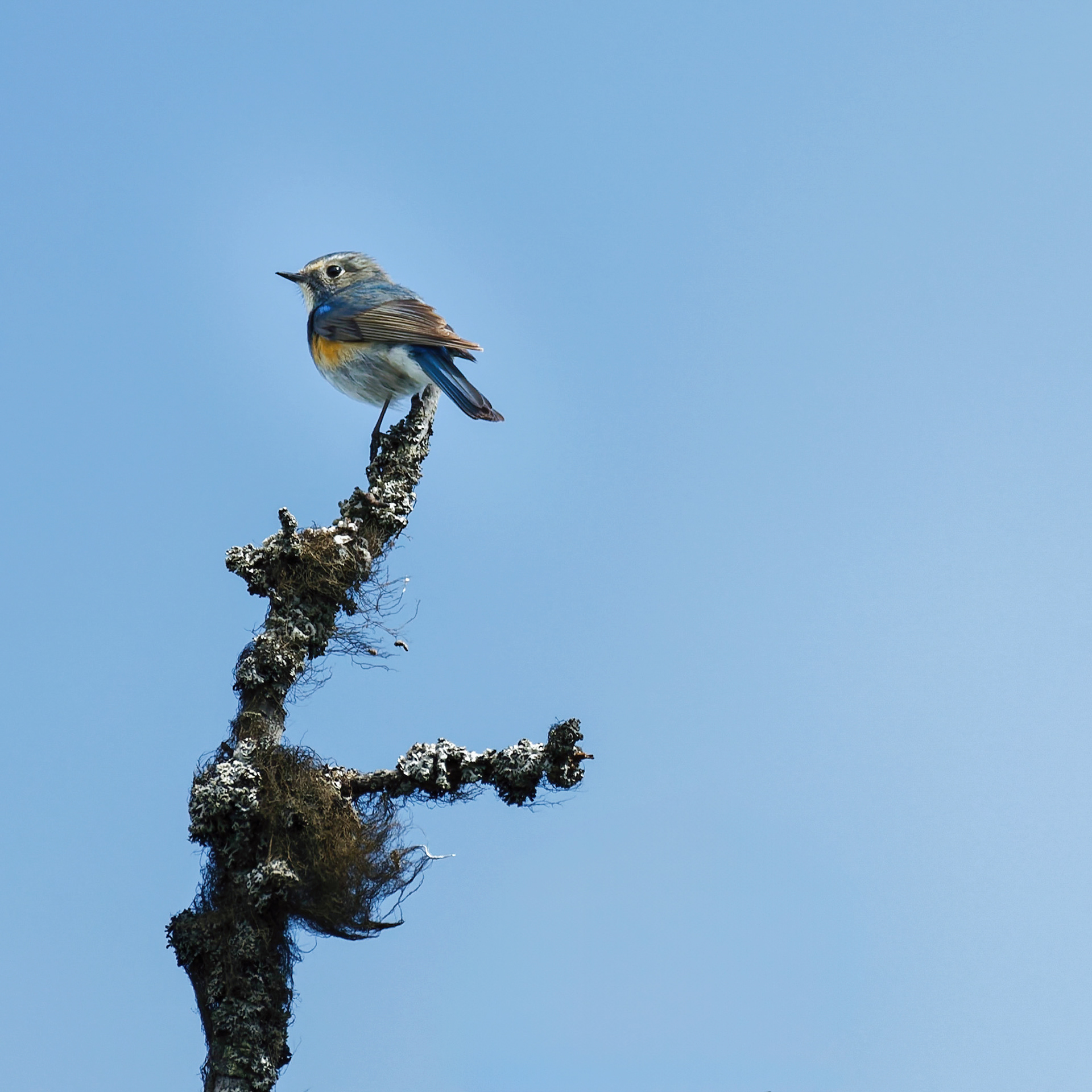 Robin à flancs roux