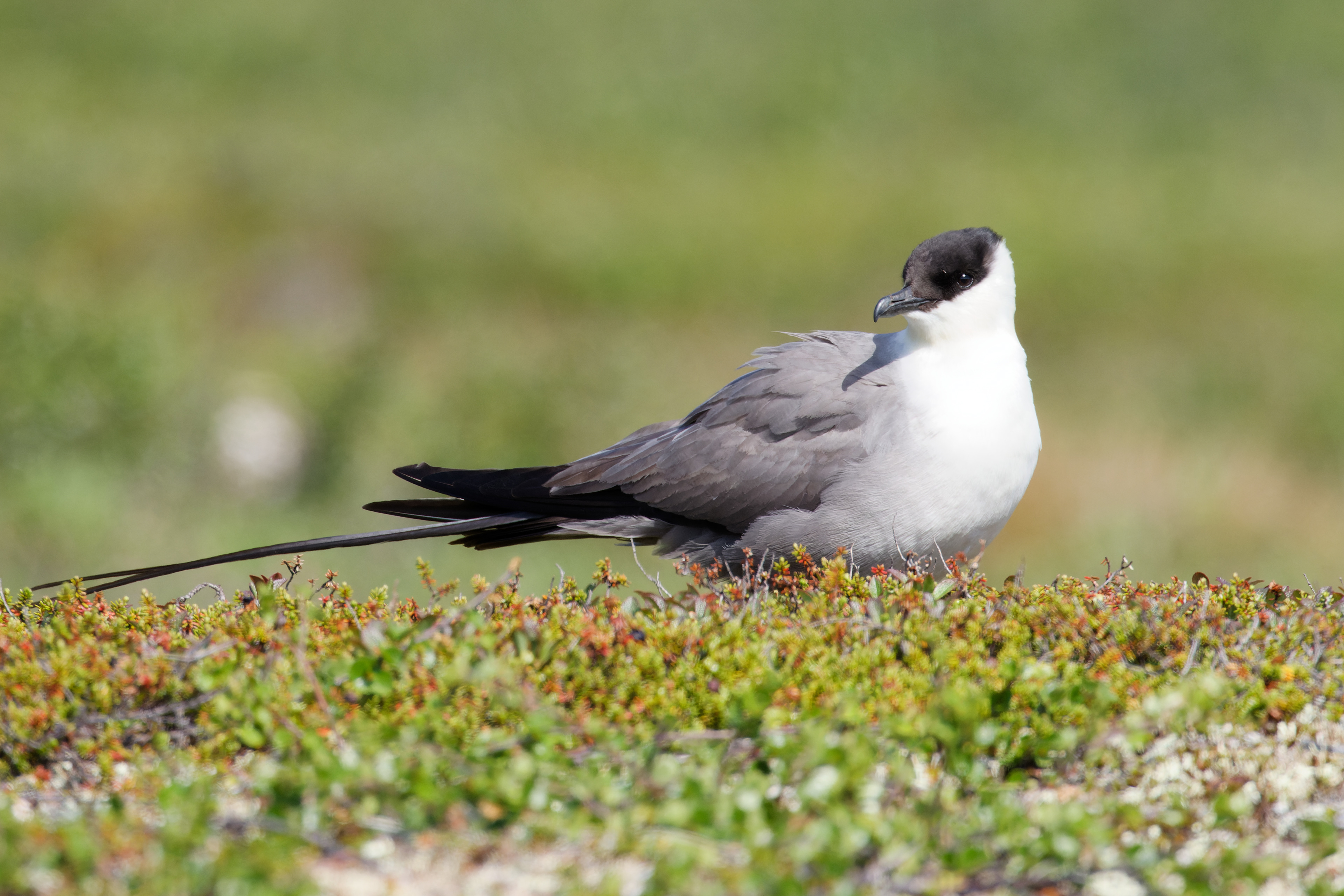 Labbe à longue queue