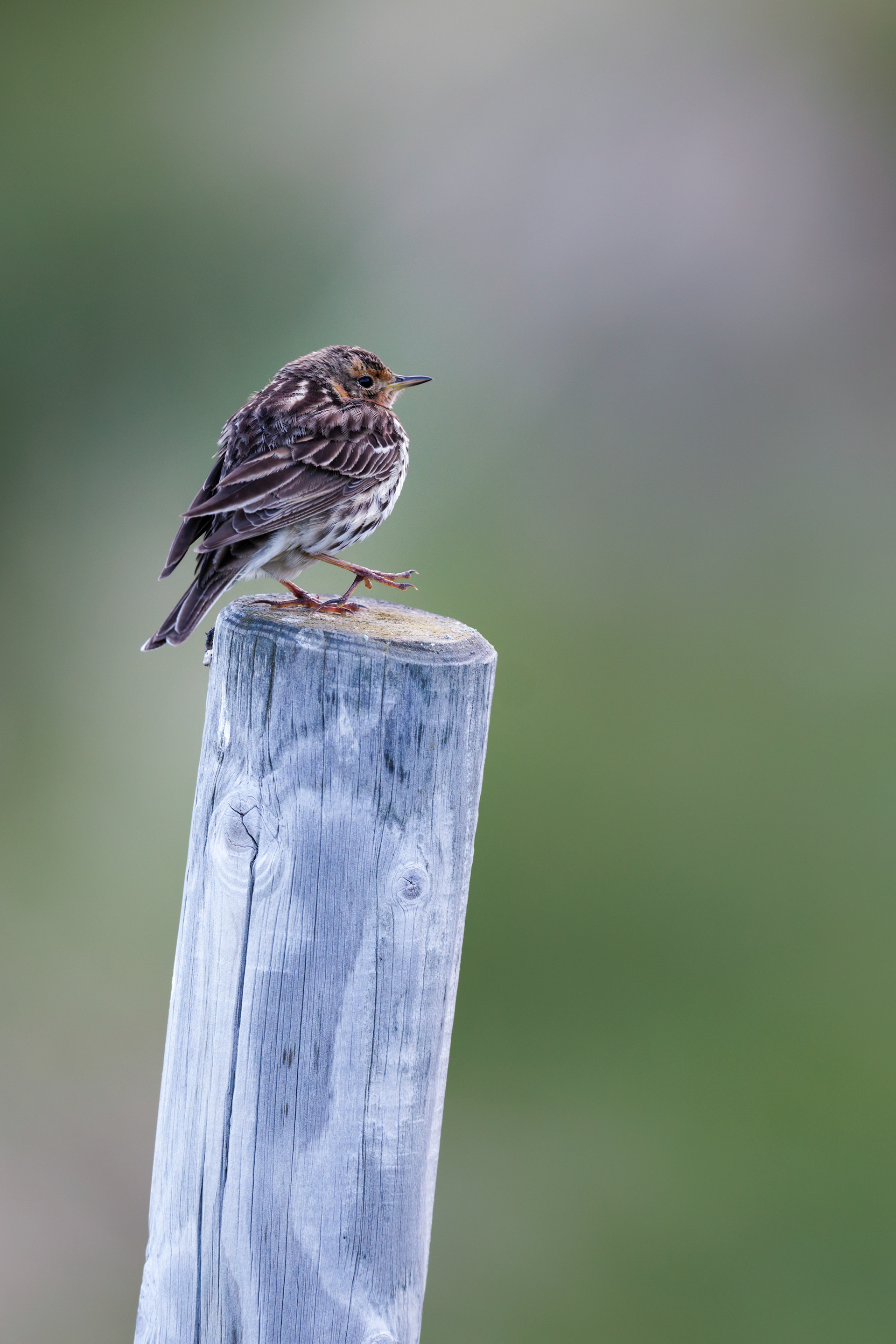 Pipit à gorge rousse