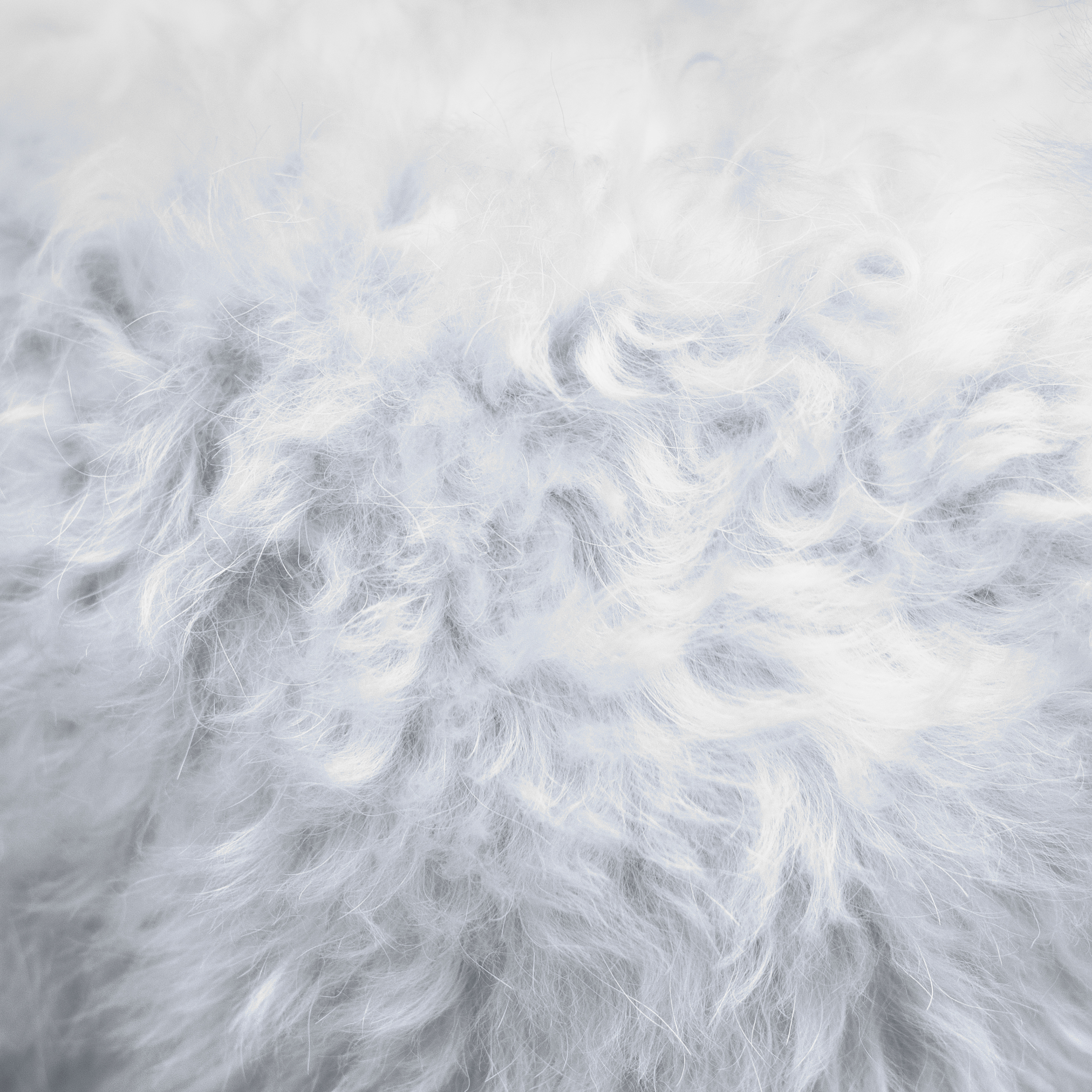 Electric Elisa – Koirat ovat enkeleitä single cover art