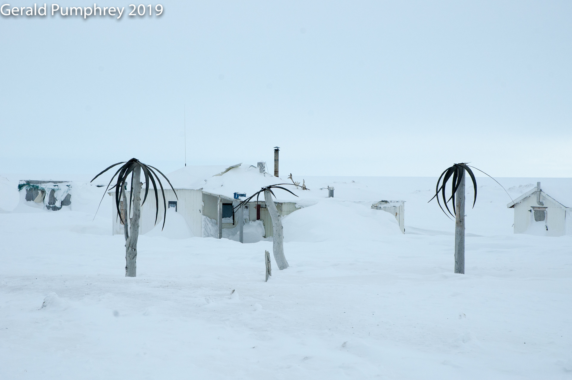 Whale Baleen Palms, Barrow, Alaska