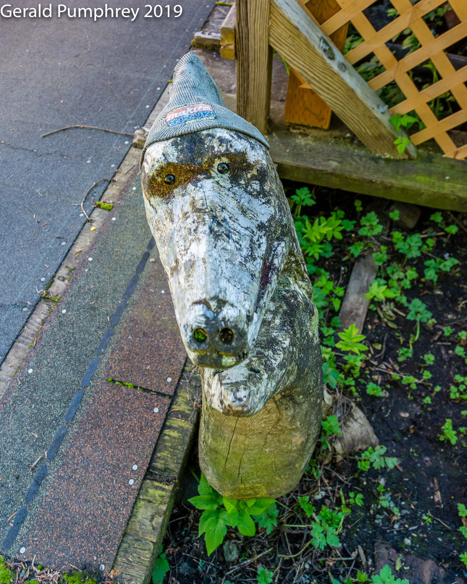 Driftwood Dog, Elfin Cove, Alaska