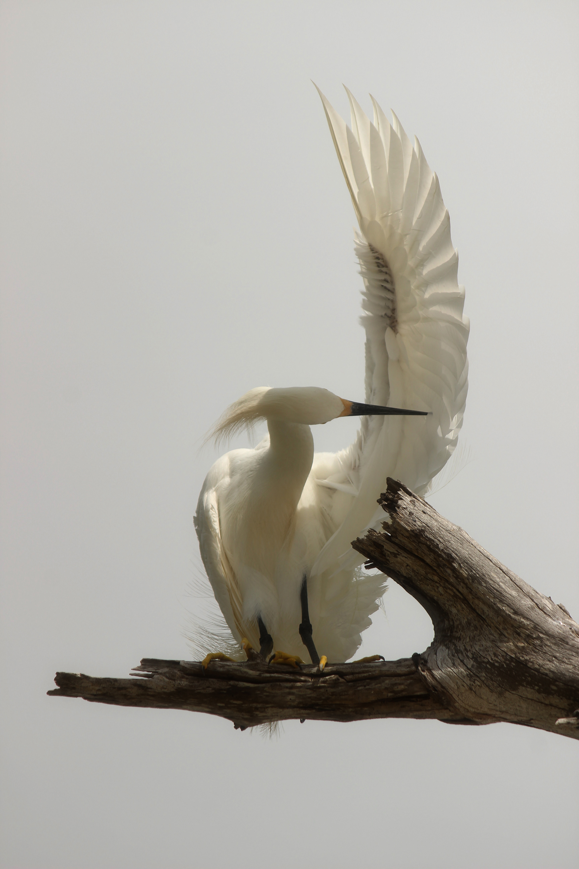 Estero, FL (2014).