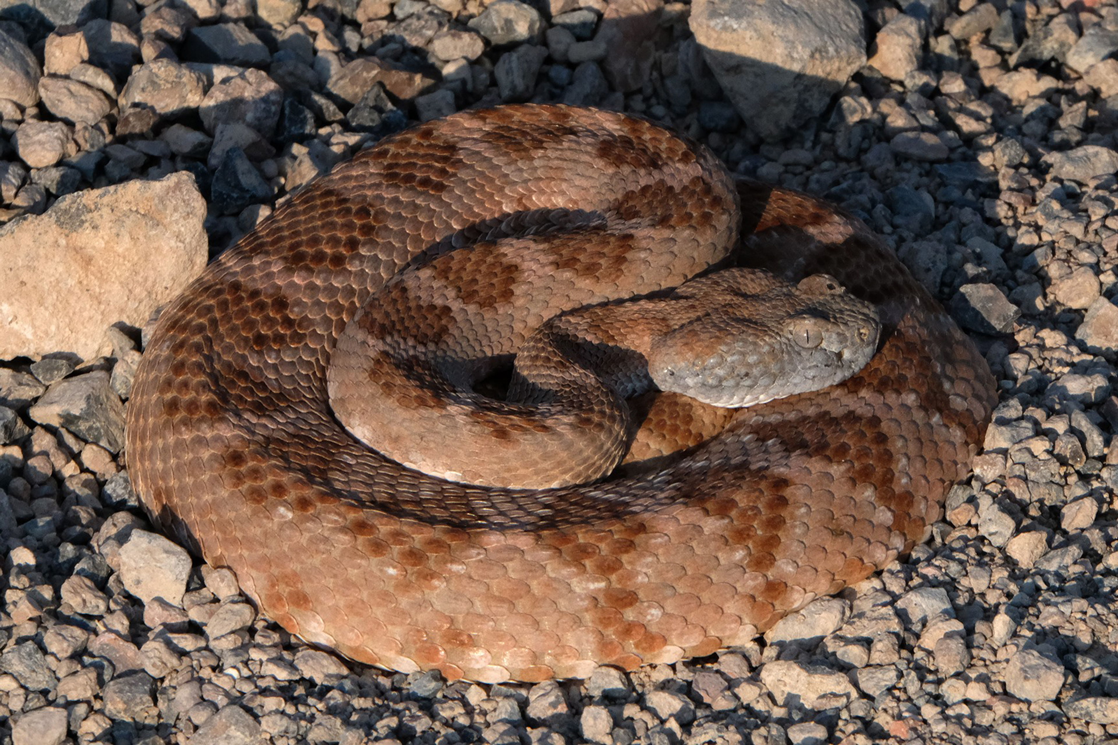 Ash Meadows National Wildlife Refuge, NV (2021).