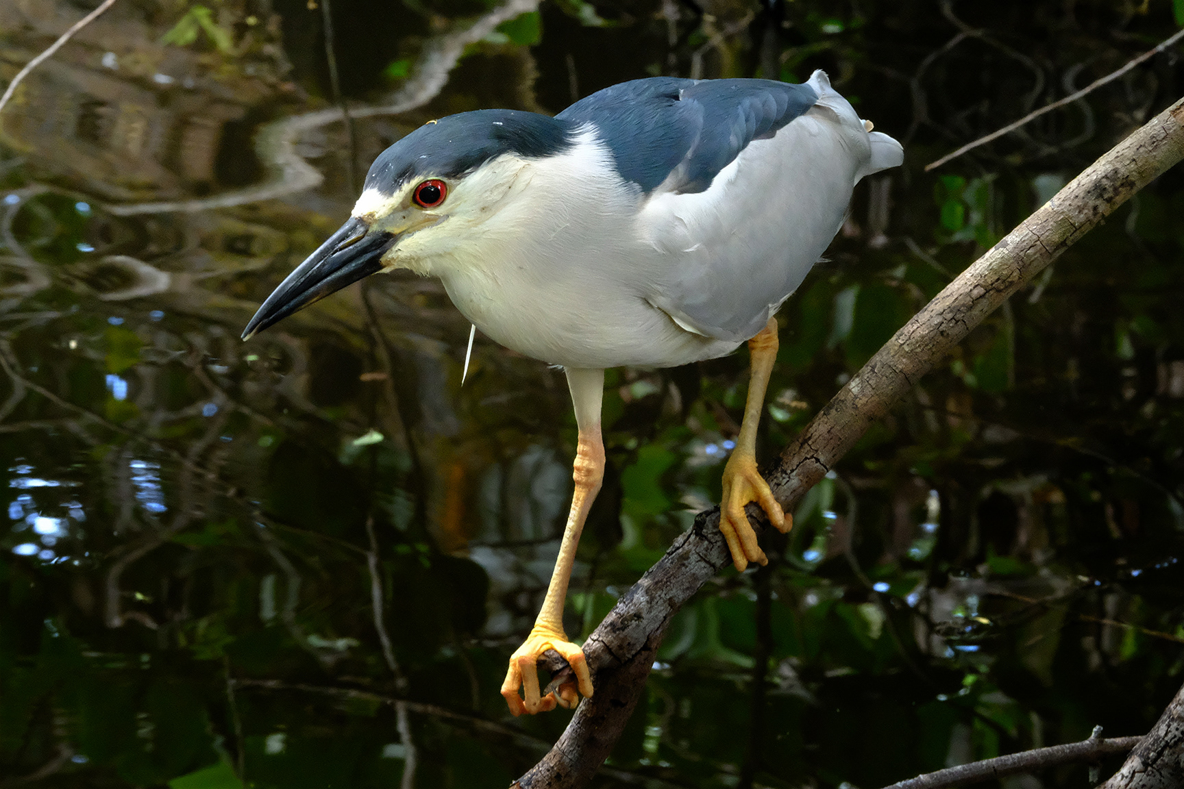 Big Cypress National Preserve, FL (2021)