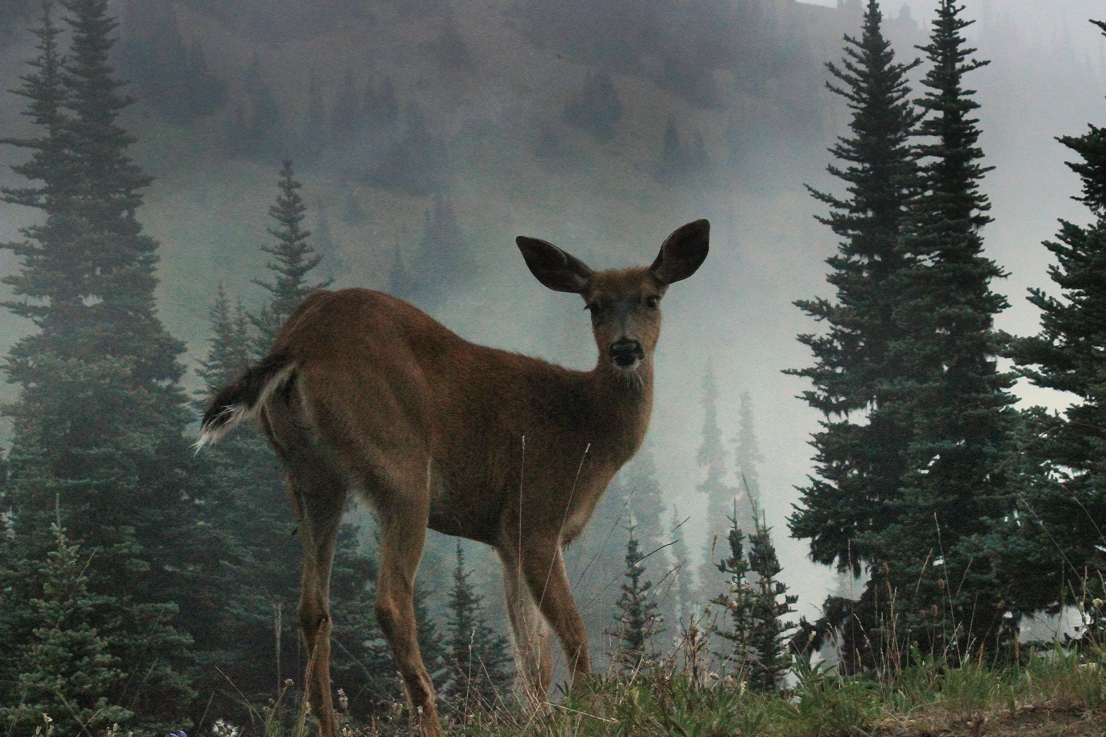 Olympic National Park, WA (2015).