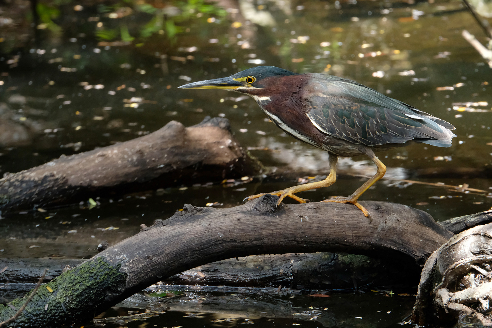 Big Cypress National Preserve, FL (2021)