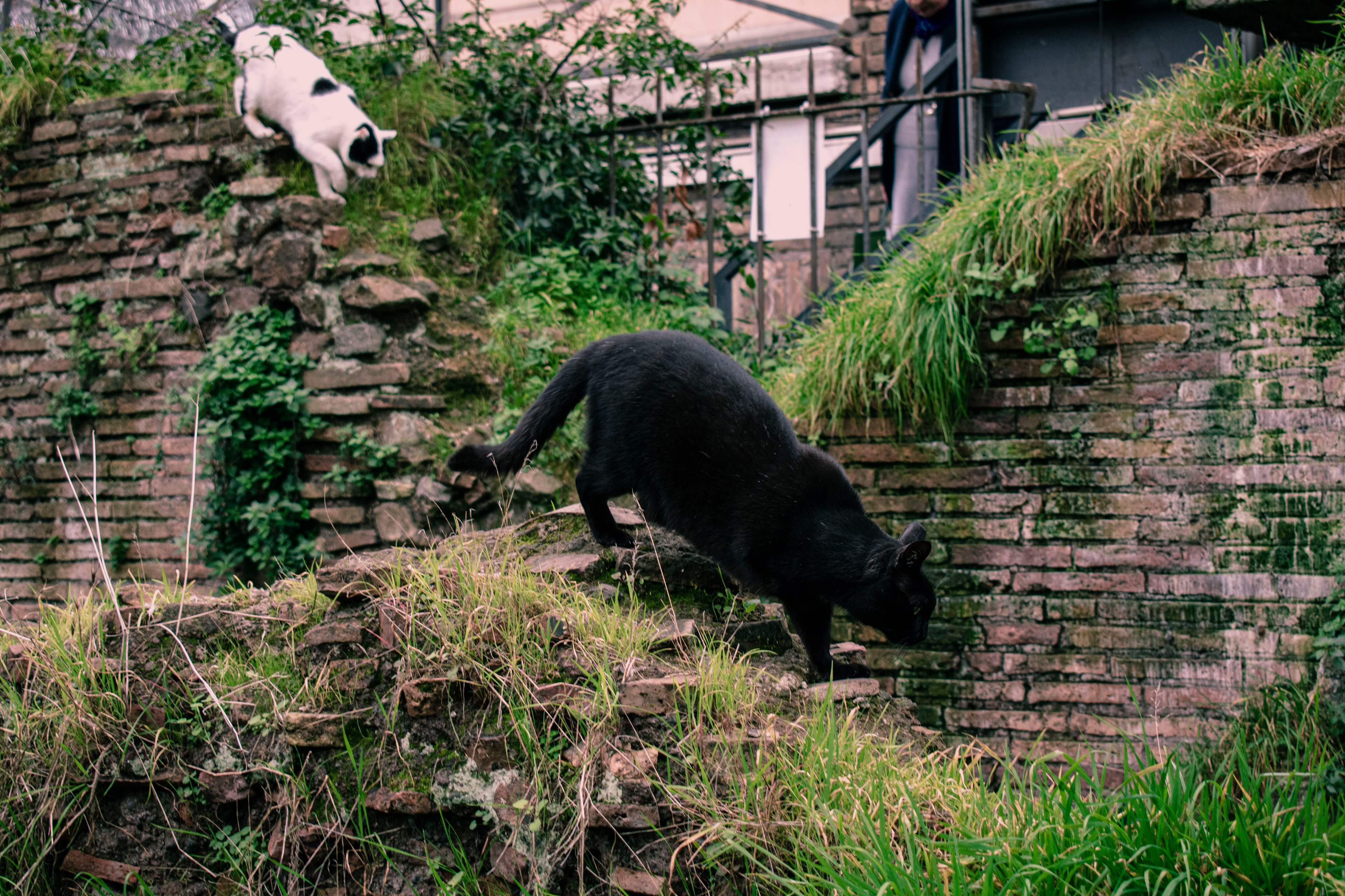 Torre Argentina Cat Sanctuary