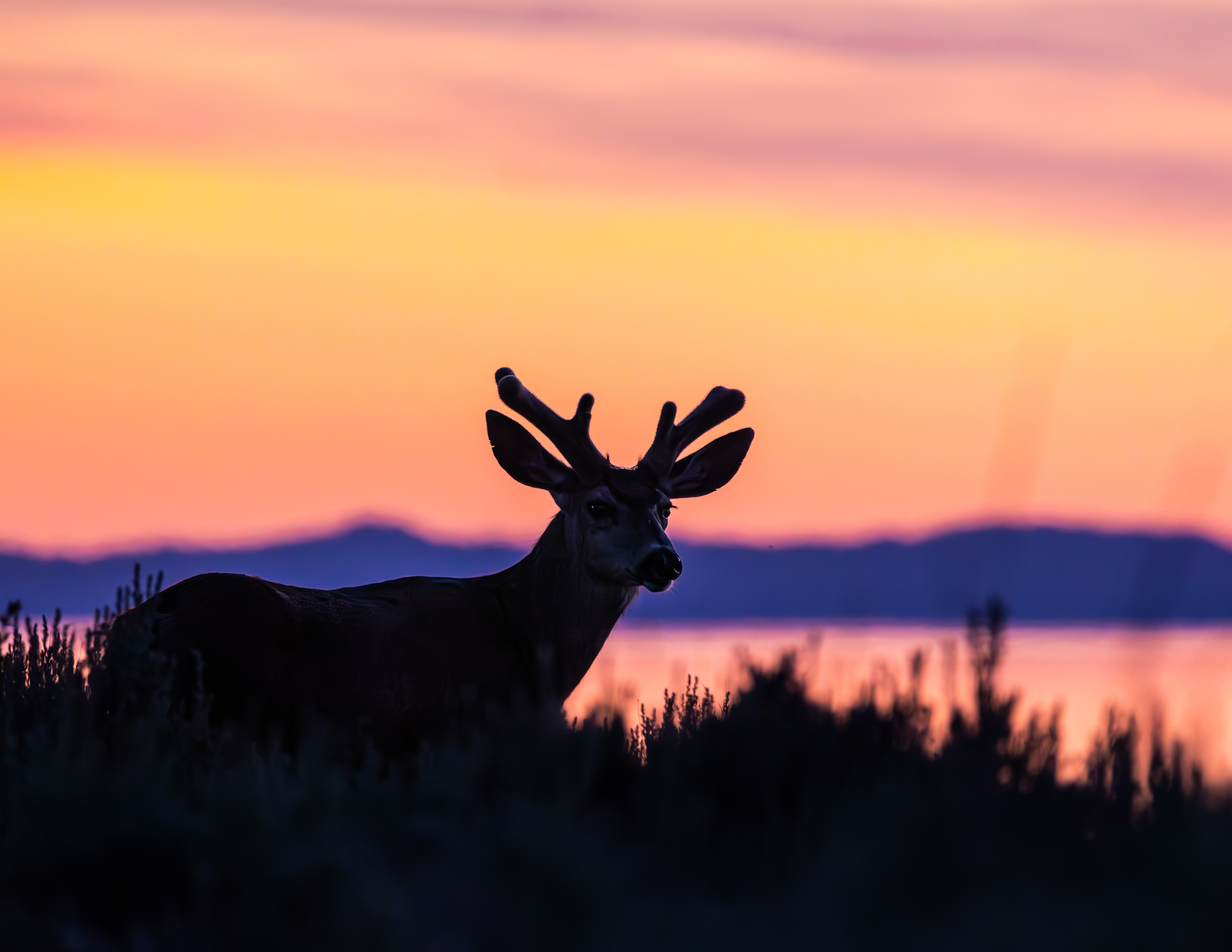Sunset buck