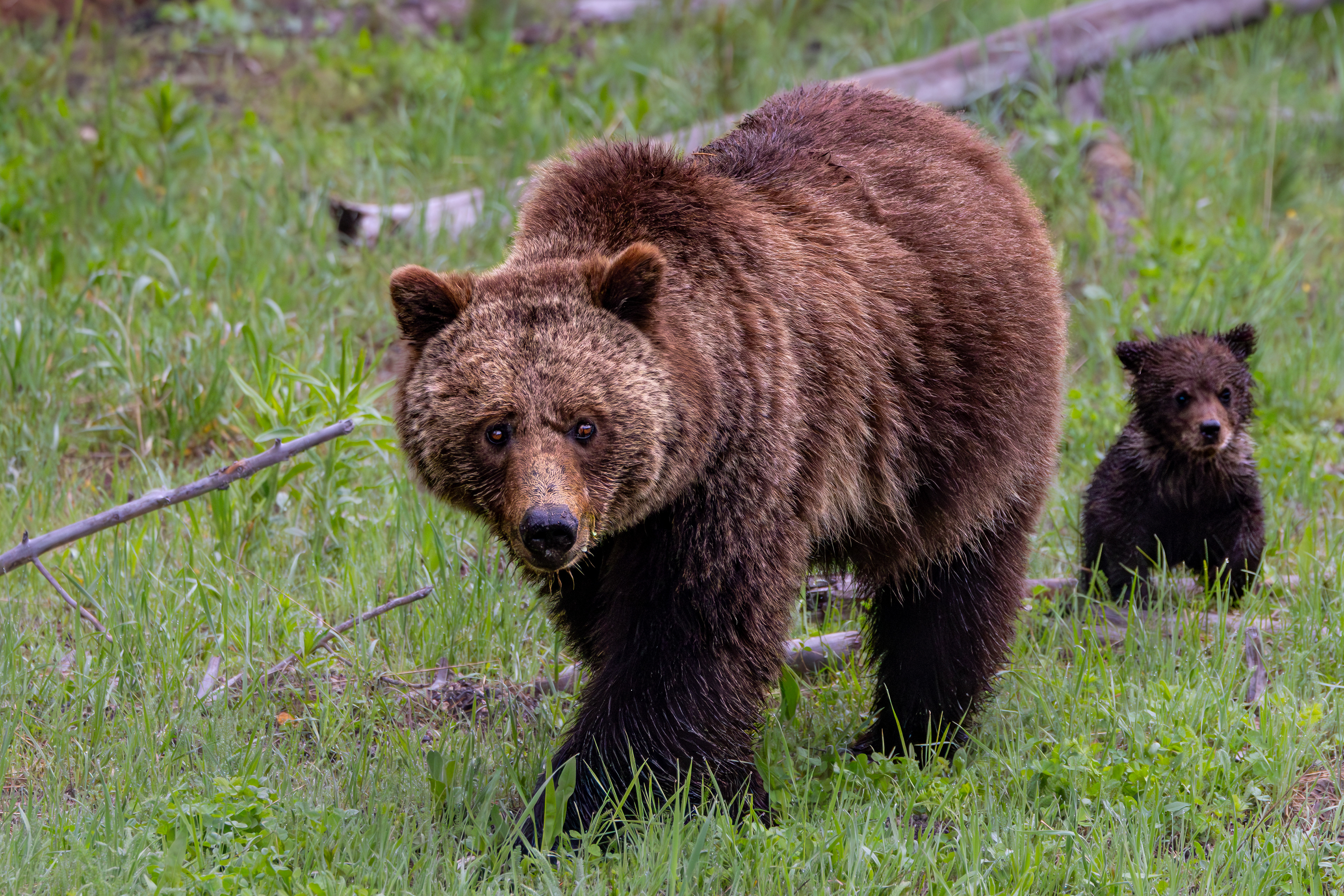 Following mom