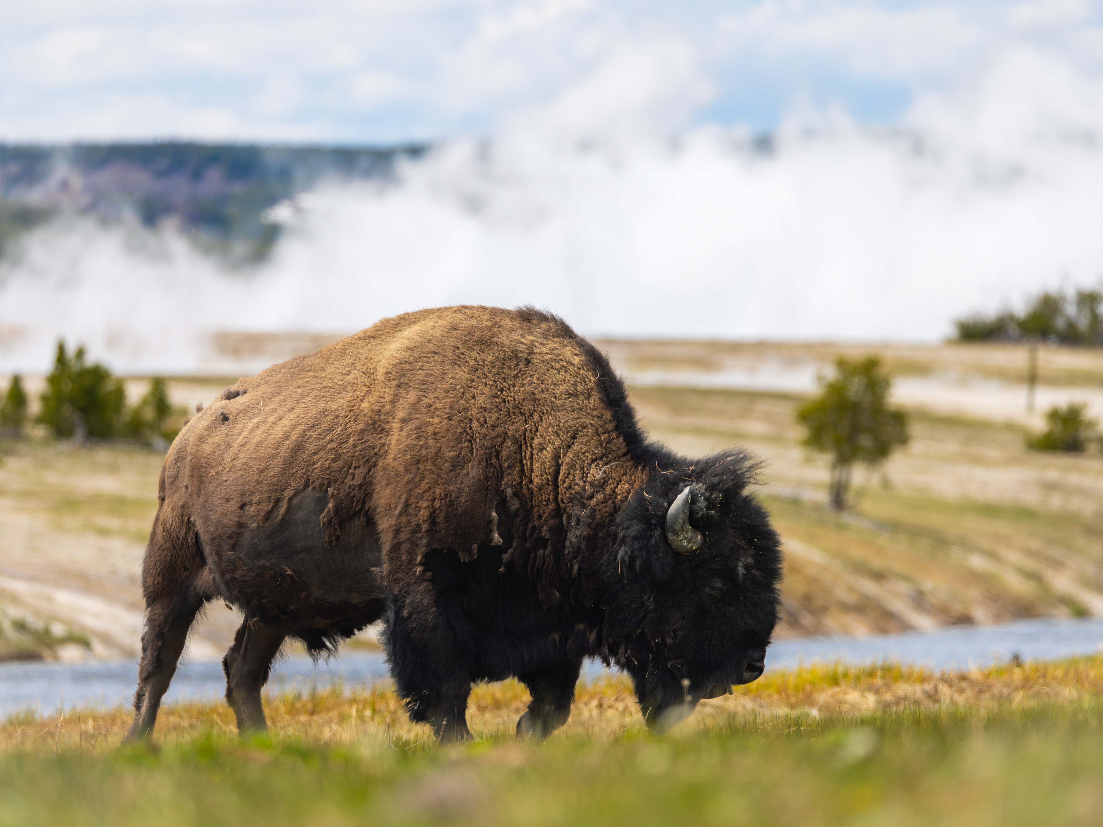 Steamy grazing