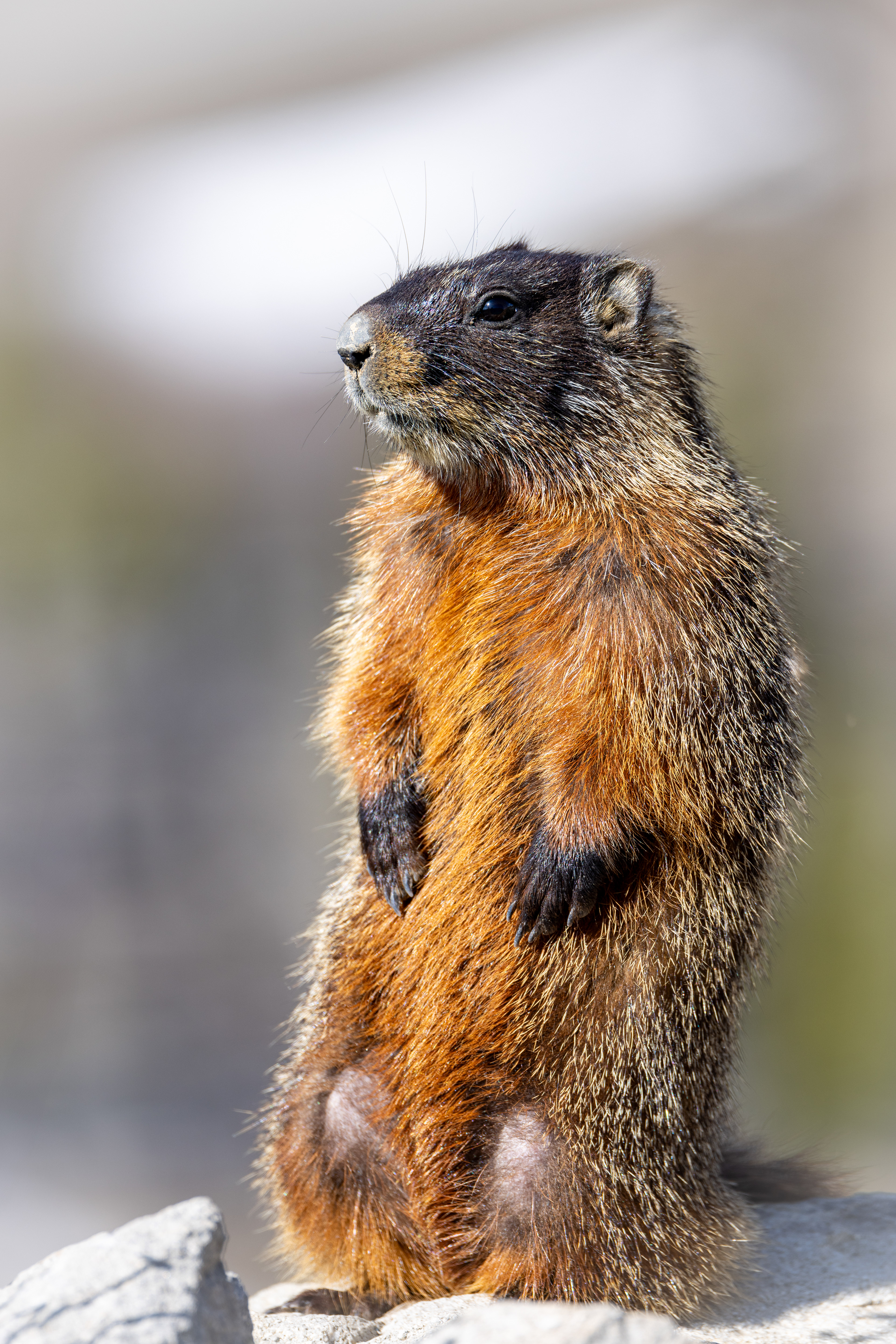 Model marmot