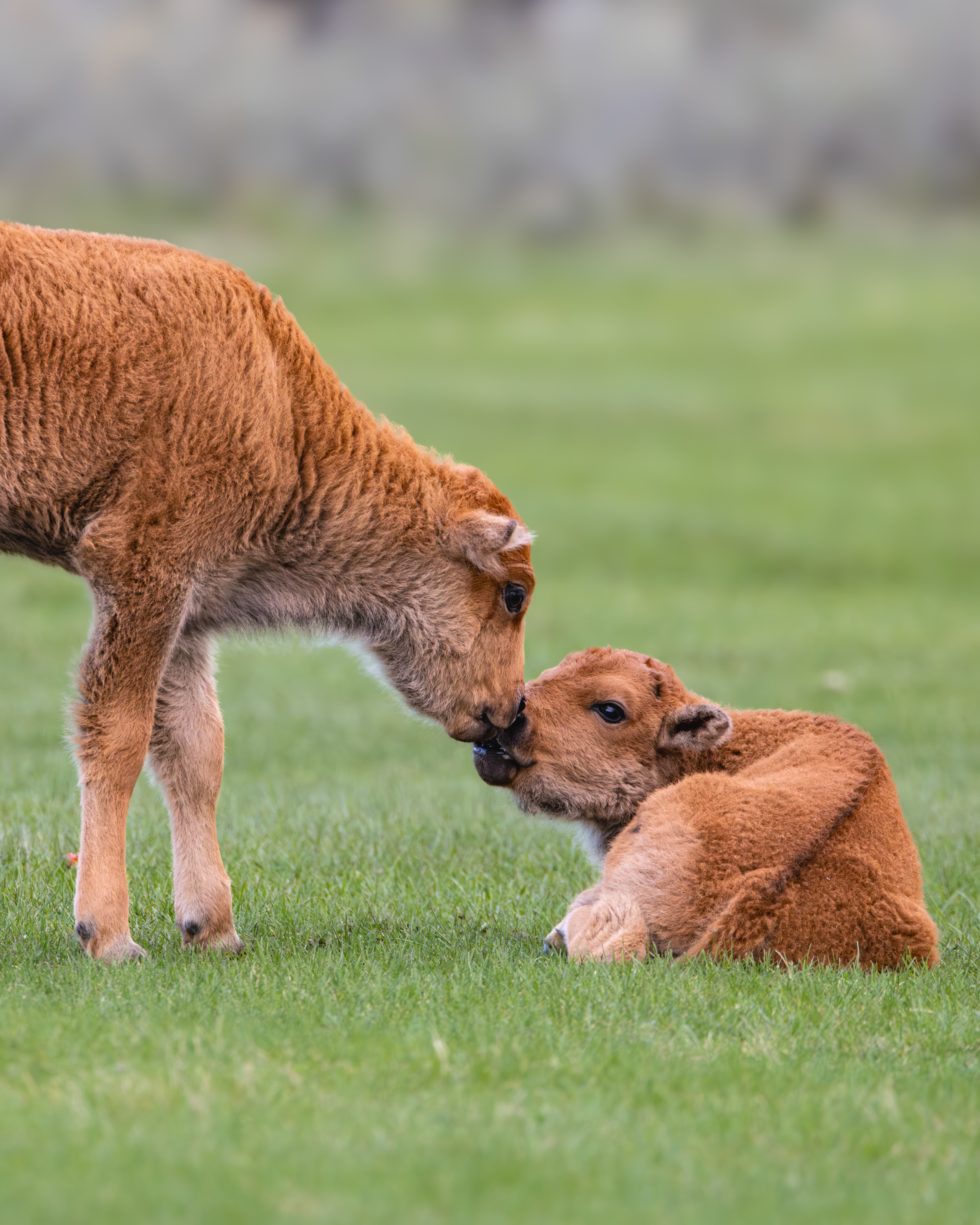 Touching noses