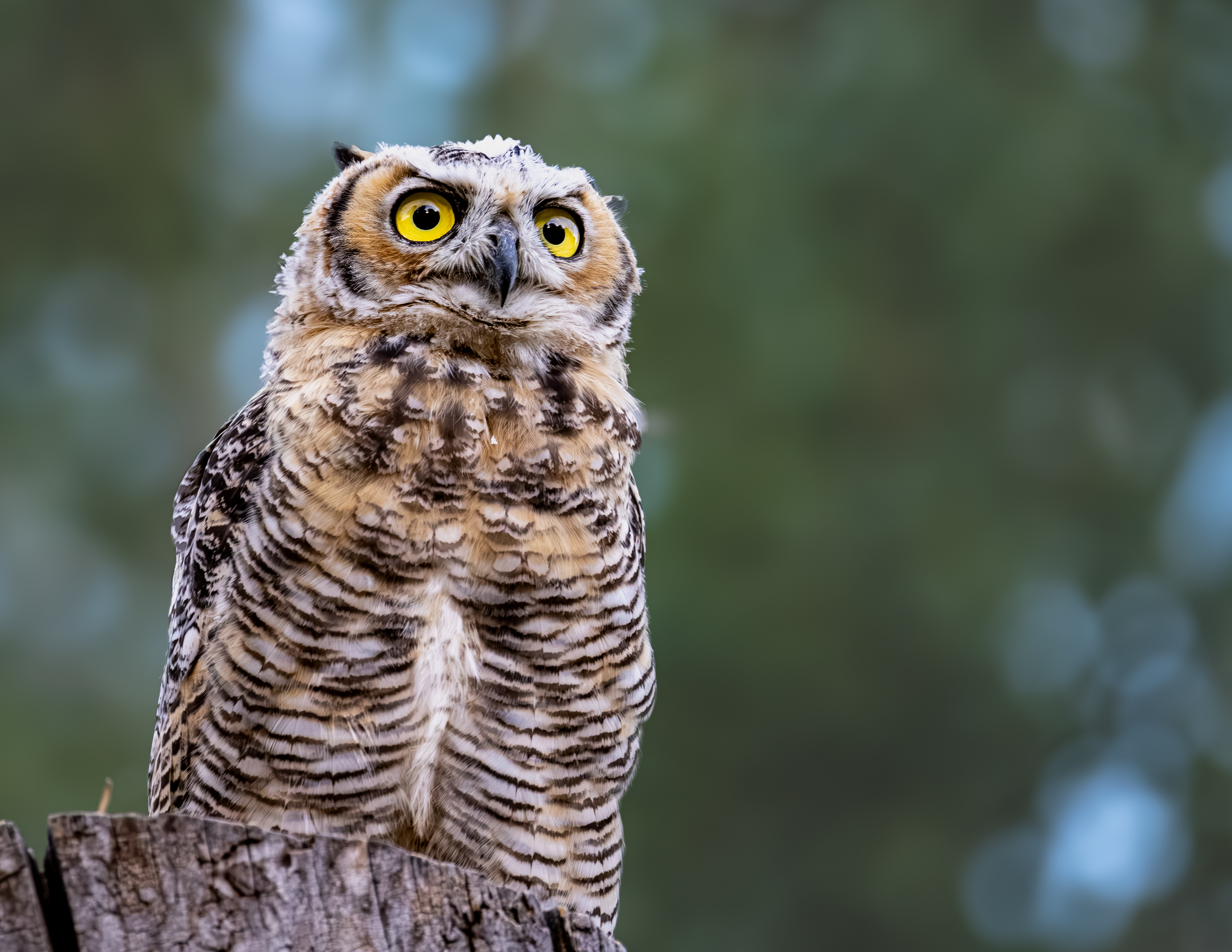 Wide eyes
