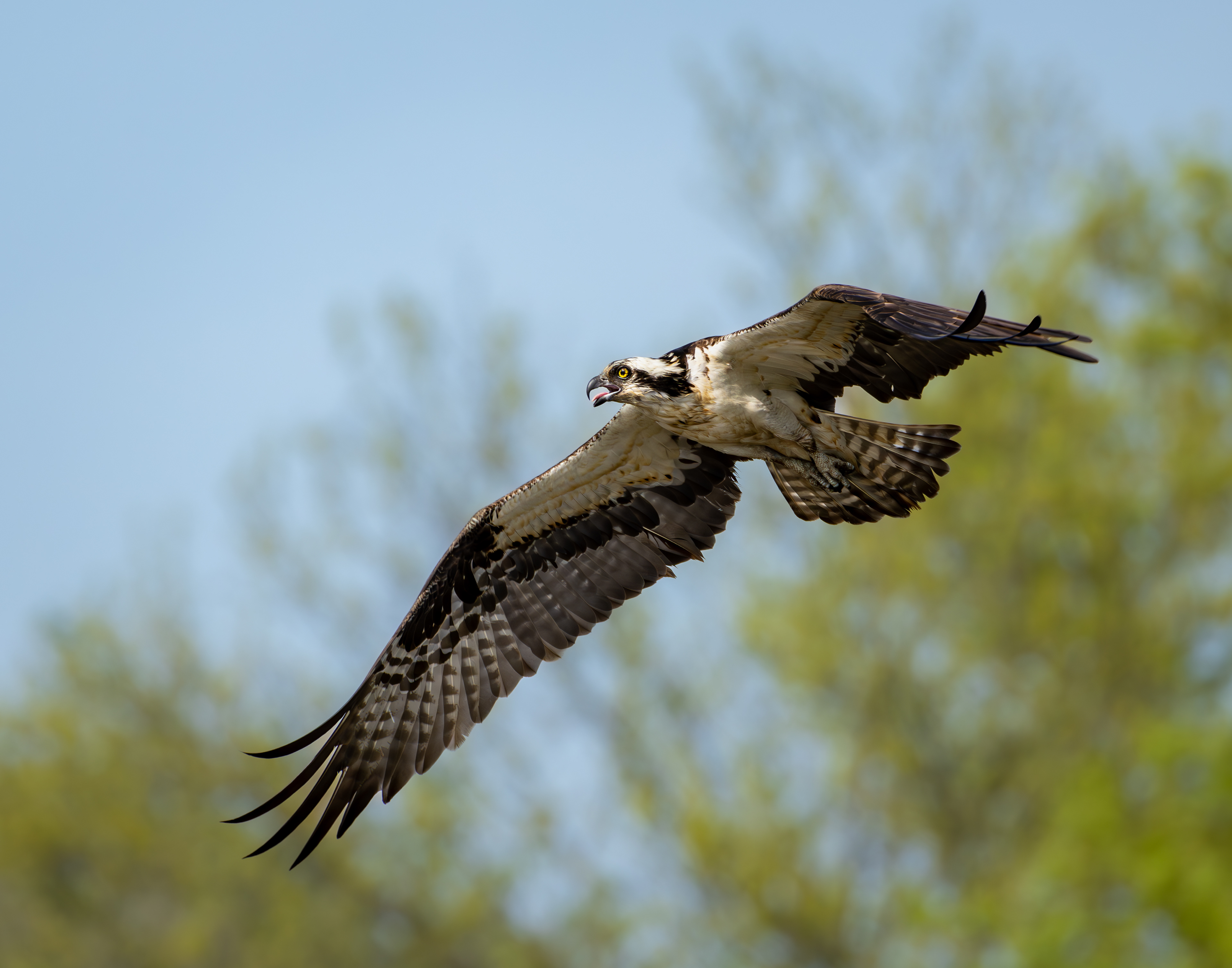 Swooping in